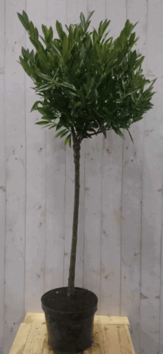 https://cdn.warentuin.nl/media/catalog/product/1/7/1728149900040583_warentuin_vaste_plant_prunus_otto_stam_80_cm_diameter_40_cm_ho_572a.png