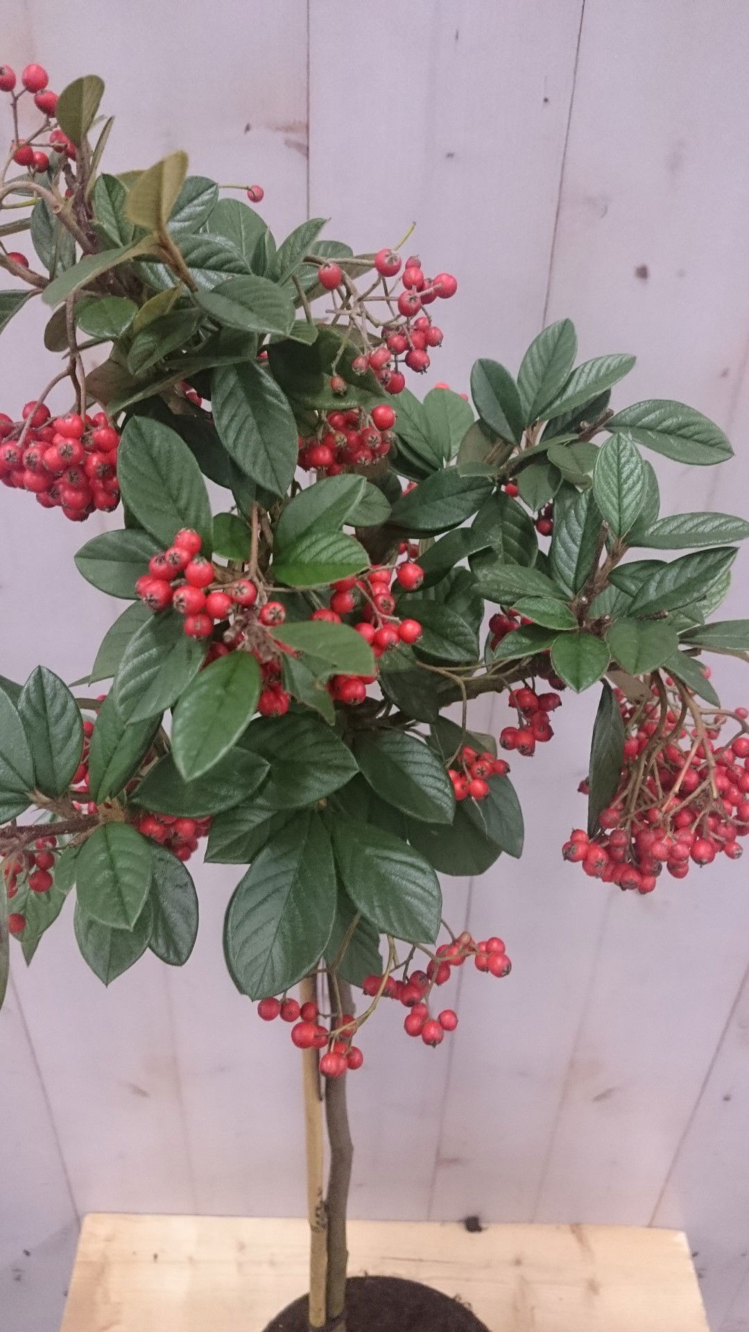 https://cdn.warentuin.nl/media/catalog/product/1/7/1728149900040610_2_warentuin_vaste_plant_cotoneaster_op_60_cm_stam_1_4d49.jpg
