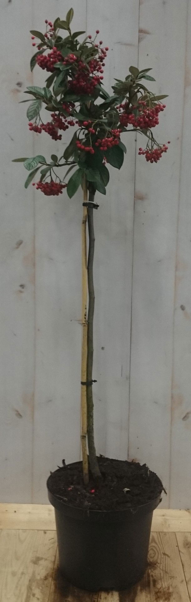 Warentuin natuurlijk Cotoneaster Dwergmispel op 60 cm stam - 