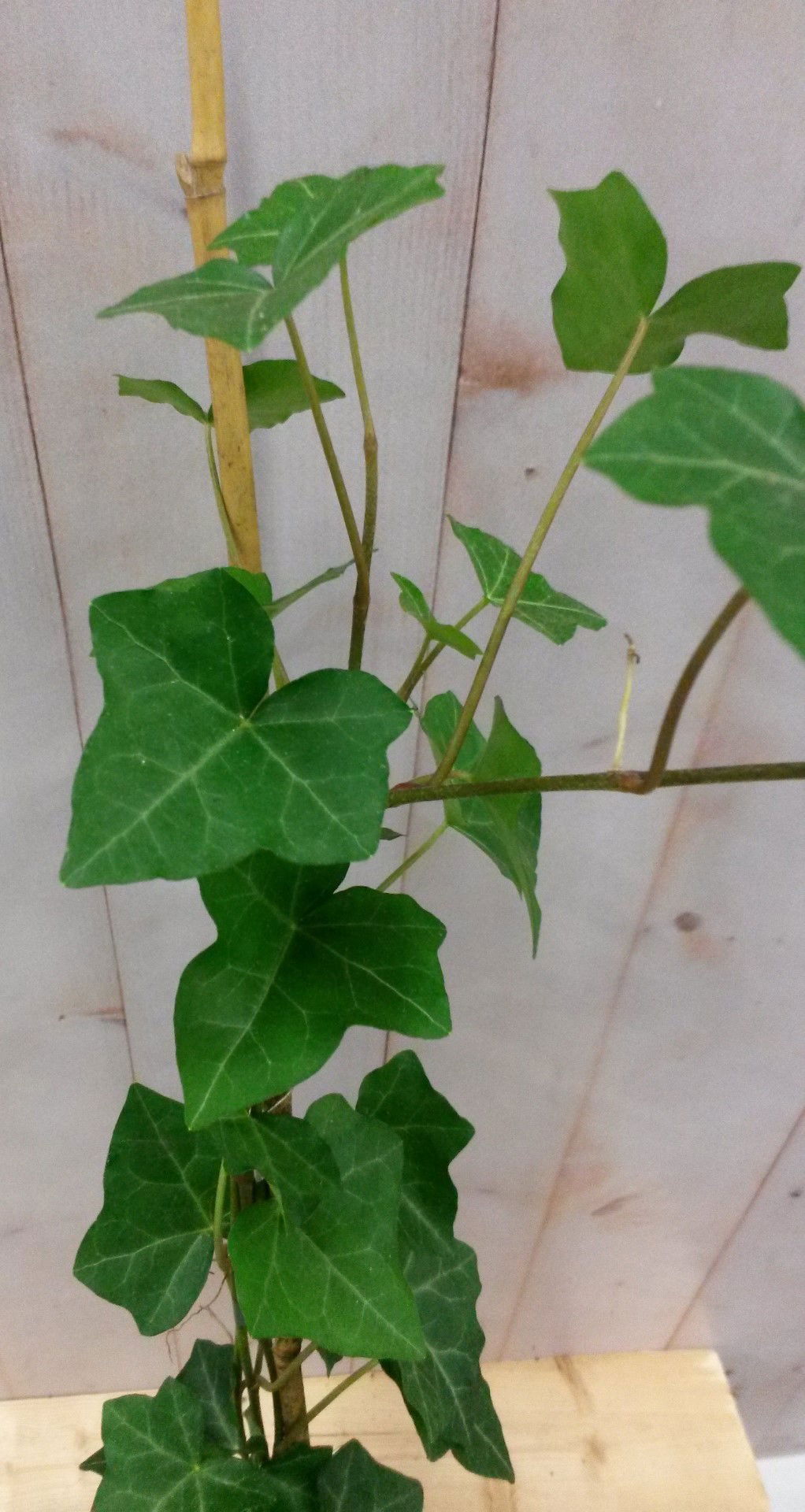 https://cdn.warentuin.nl/media/catalog/product/1/7/1728149900040612_2_warentuin_vaste_plant_klimop_hedrea_60_cm_1_1_1_b090.jpg