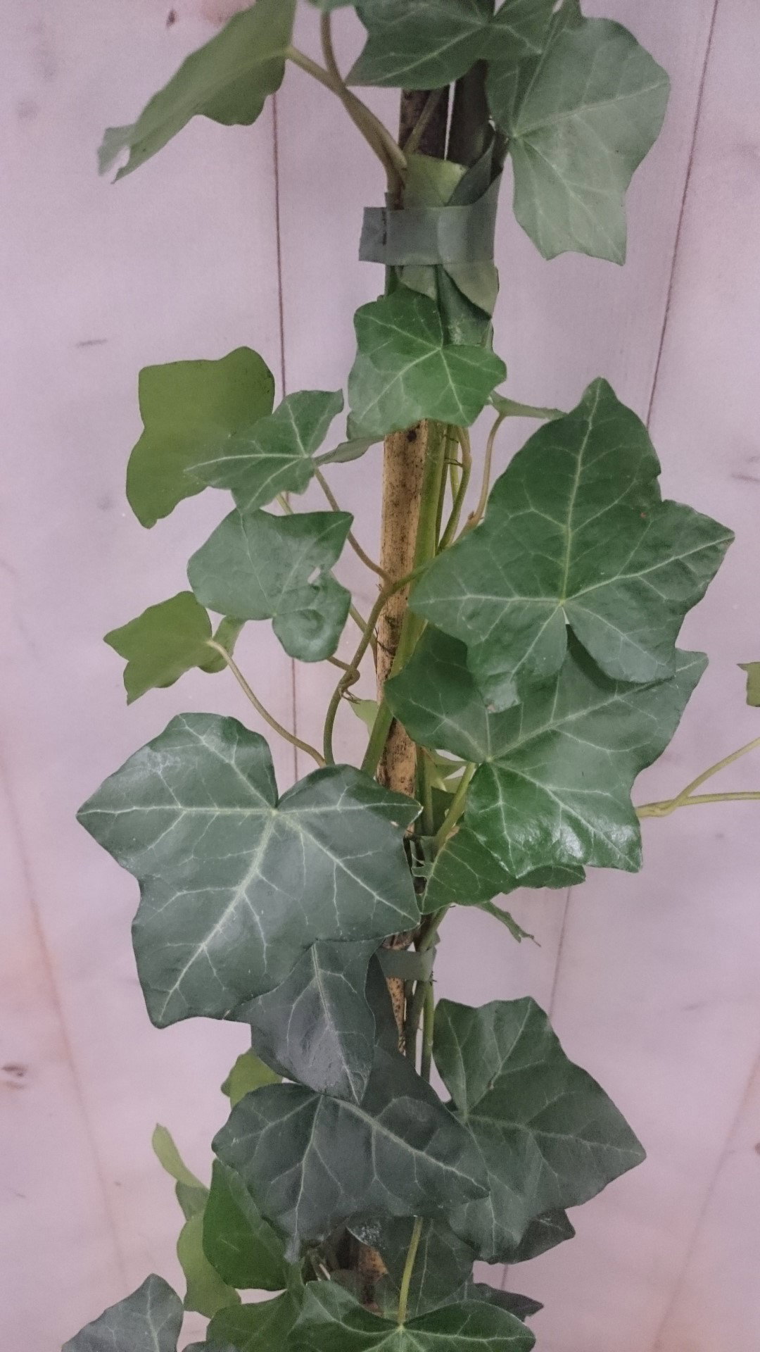 https://cdn.warentuin.nl/media/catalog/product/1/7/1728149900040613_2_warentuin_vaste_plant_klimop_hedrea_120_cm_1_1_3688.jpg