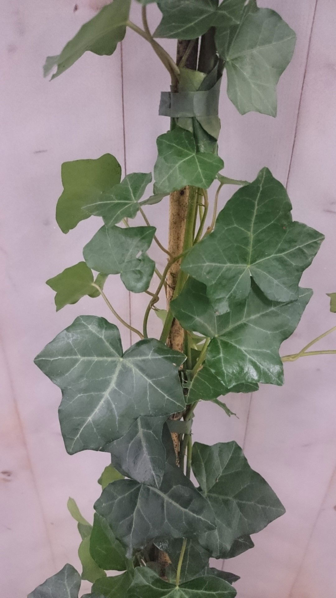 https://cdn.warentuin.nl/media/catalog/product/1/7/1728149900040613_2_warentuin_vaste_plant_klimop_hedrea_120_cm_1_2_3584.jpg