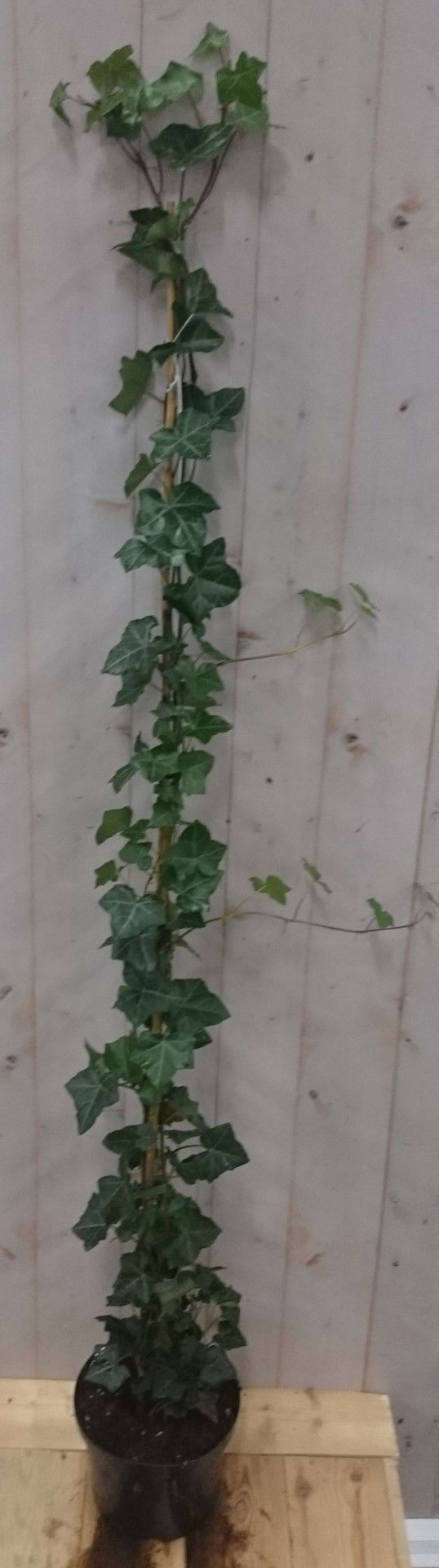 https://cdn.warentuin.nl/media/catalog/product/1/7/1728149900040613_warentuin_vaste_plant_klimop_hedrea_120_cm_1_1_1_1_203a.jpg