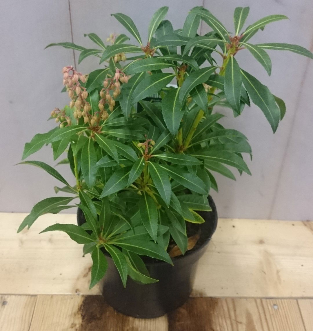 https://cdn.warentuin.nl/media/catalog/product/1/7/1728149900040617_2_warentuin_vaste_plant_pieris_30_cm_28ba.jpg