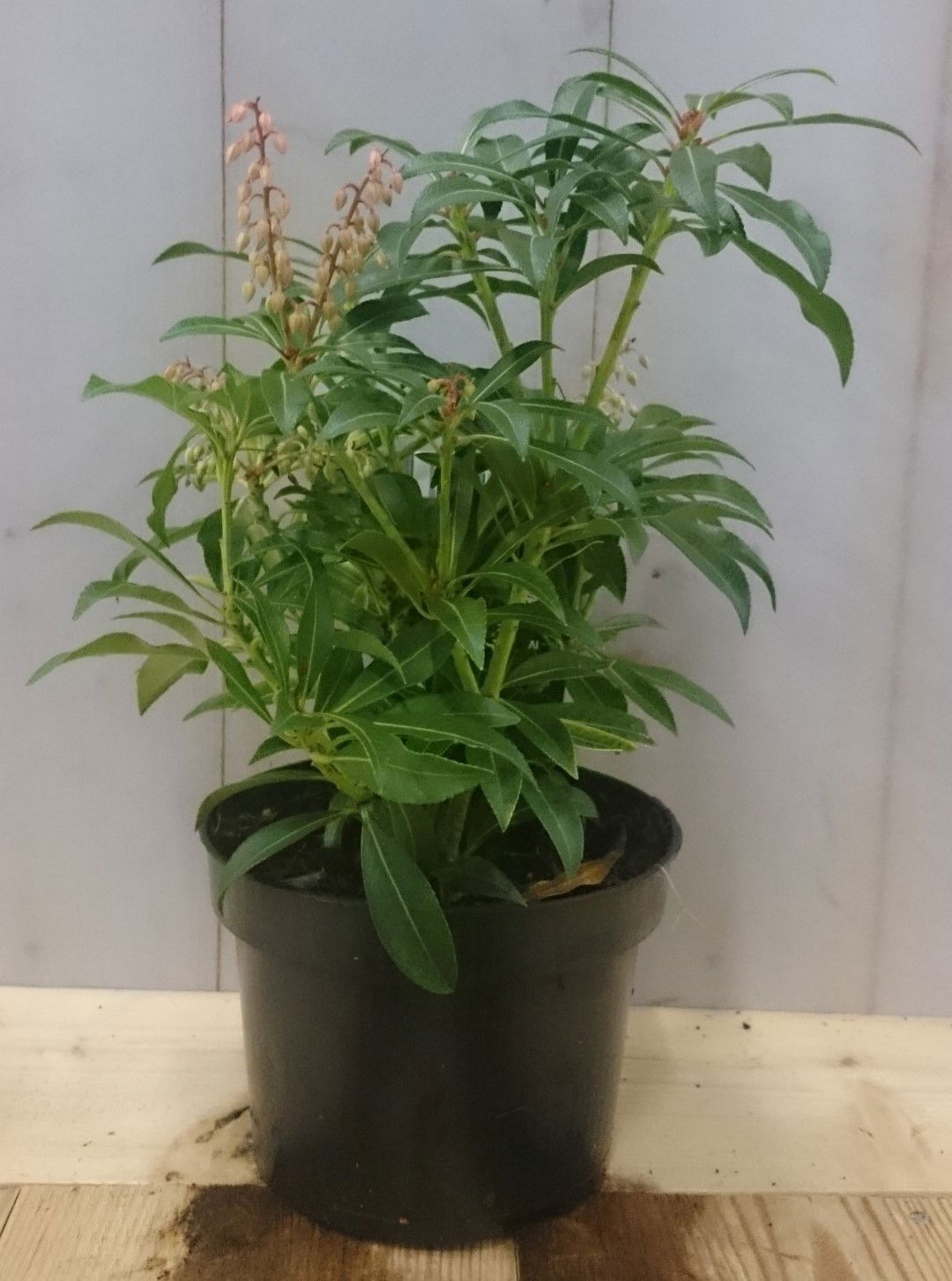 https://cdn.warentuin.nl/media/catalog/product/1/7/1728149900040617_warentuin_vaste_plant_pieris_30_cm_67da.jpg