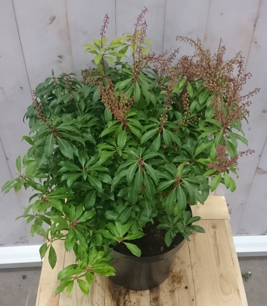 https://cdn.warentuin.nl/media/catalog/product/1/7/1728149900040619_2_warentuin_vaste_plant_pieris_50_cm_2465.jpg