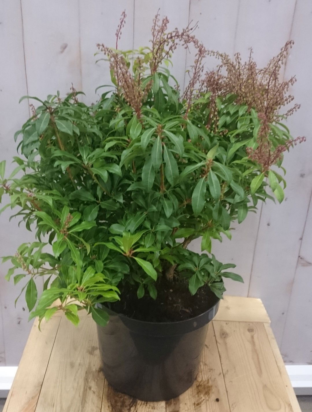 https://cdn.warentuin.nl/media/catalog/product/1/7/1728149900040619_warentuin_vaste_plant_pieris_50_cm_680e.jpg