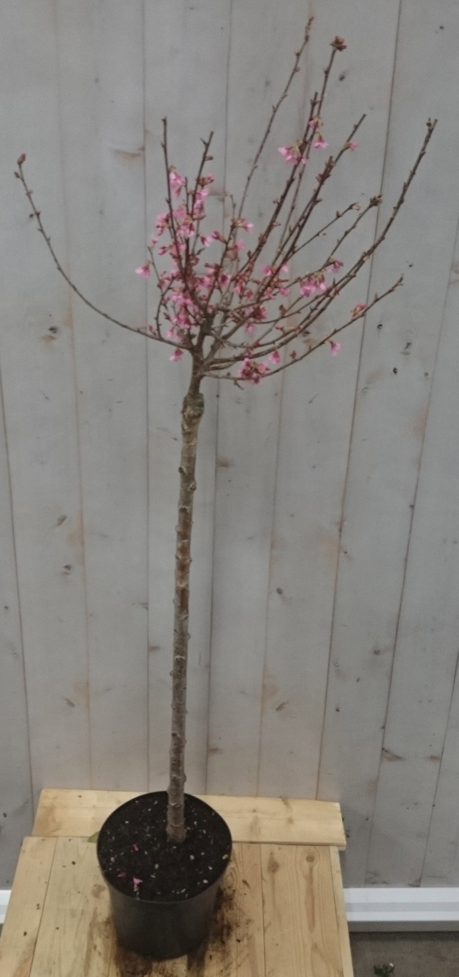 Warentuin natuurlijk Prunus Bloeiend op 40 cm stam  - 