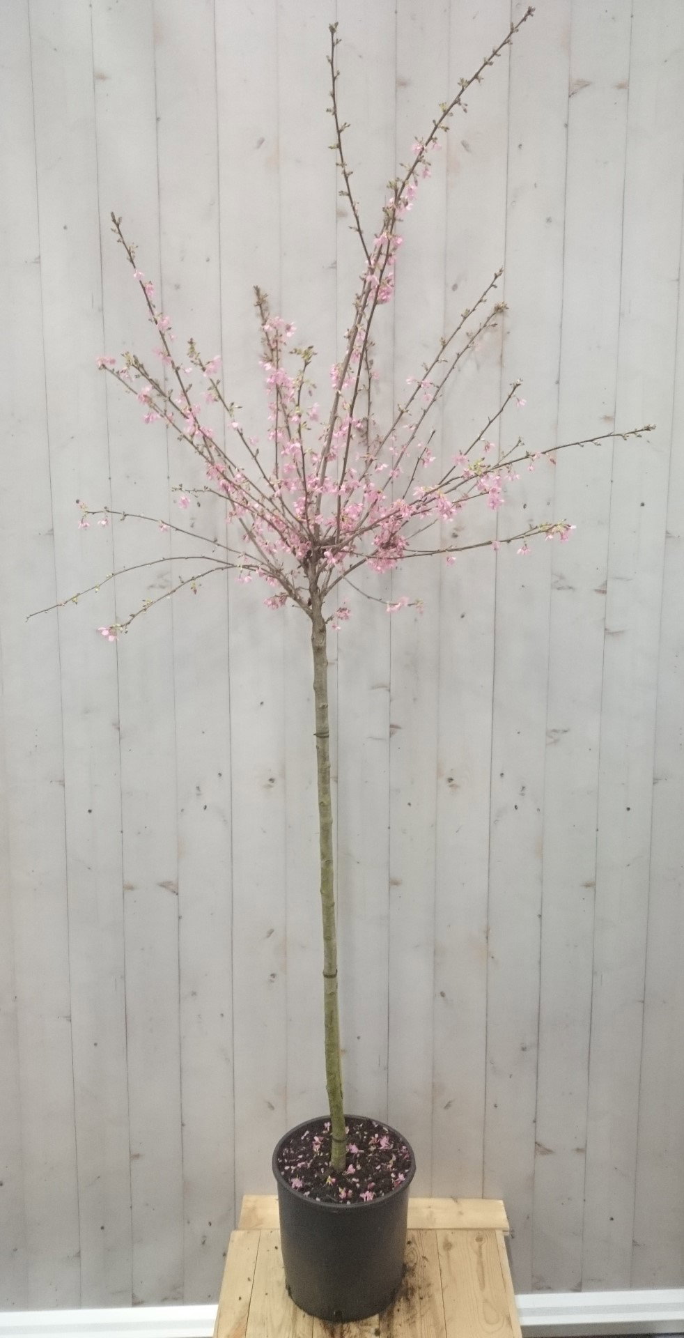 Warentuin natuurlijk Prunus Bloeiend op 70 cm stam  - 