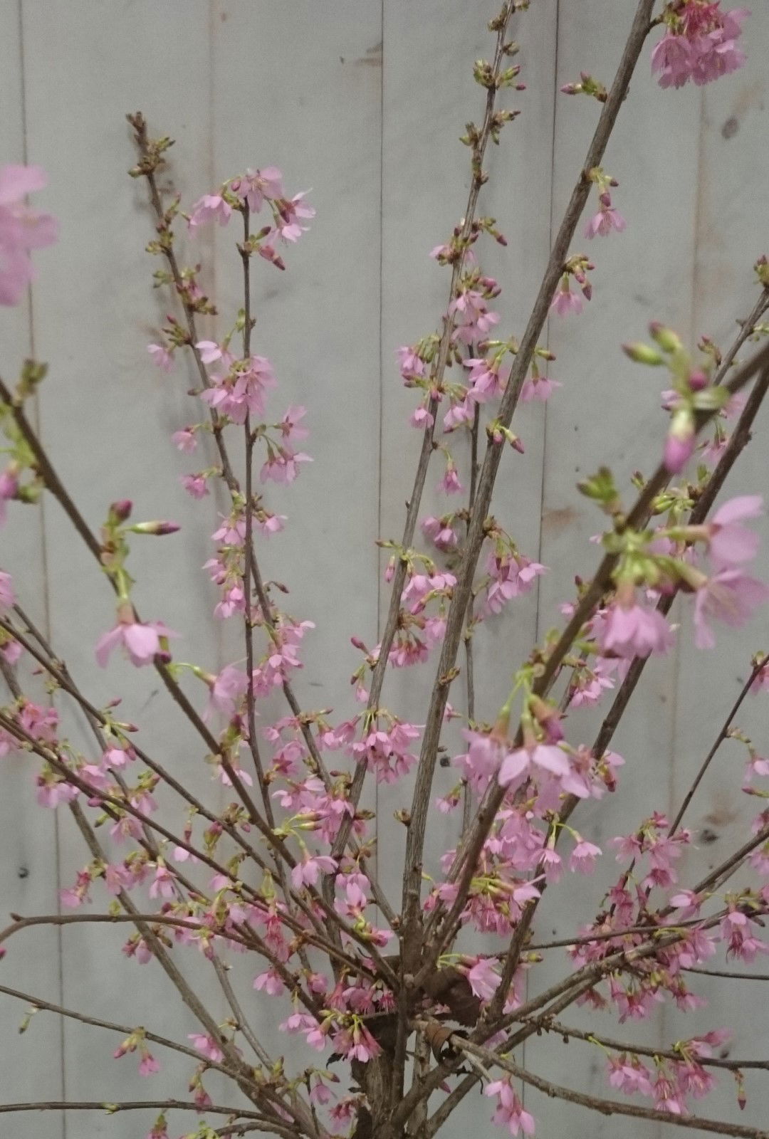 https://cdn.warentuin.nl/media/catalog/product/1/7/1728149900040622_2_warentuin_vaste_plant_prunus_okame_struik_50_cm_1_d97c.jpg