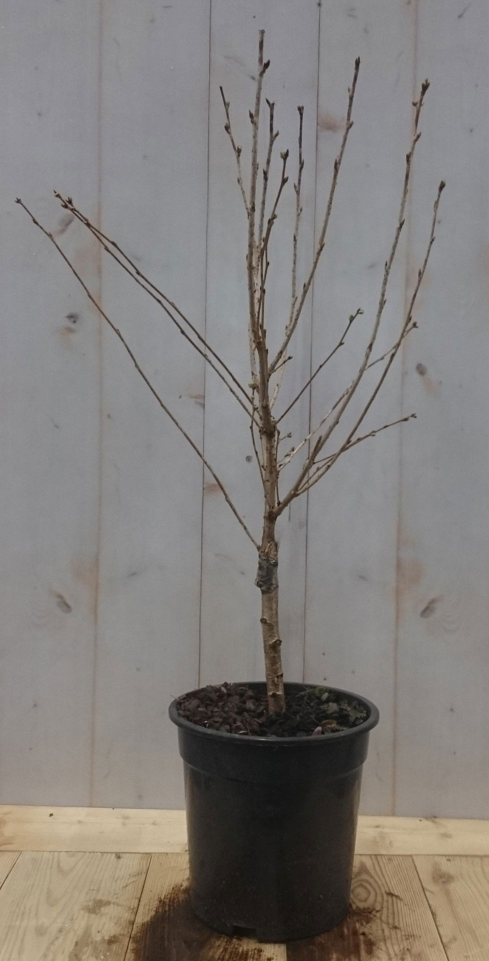 https://cdn.warentuin.nl/media/catalog/product/1/7/1728149900040622_warentuin_vaste_plant_prunus_okame_struik_50_cm_1_9e70.jpg