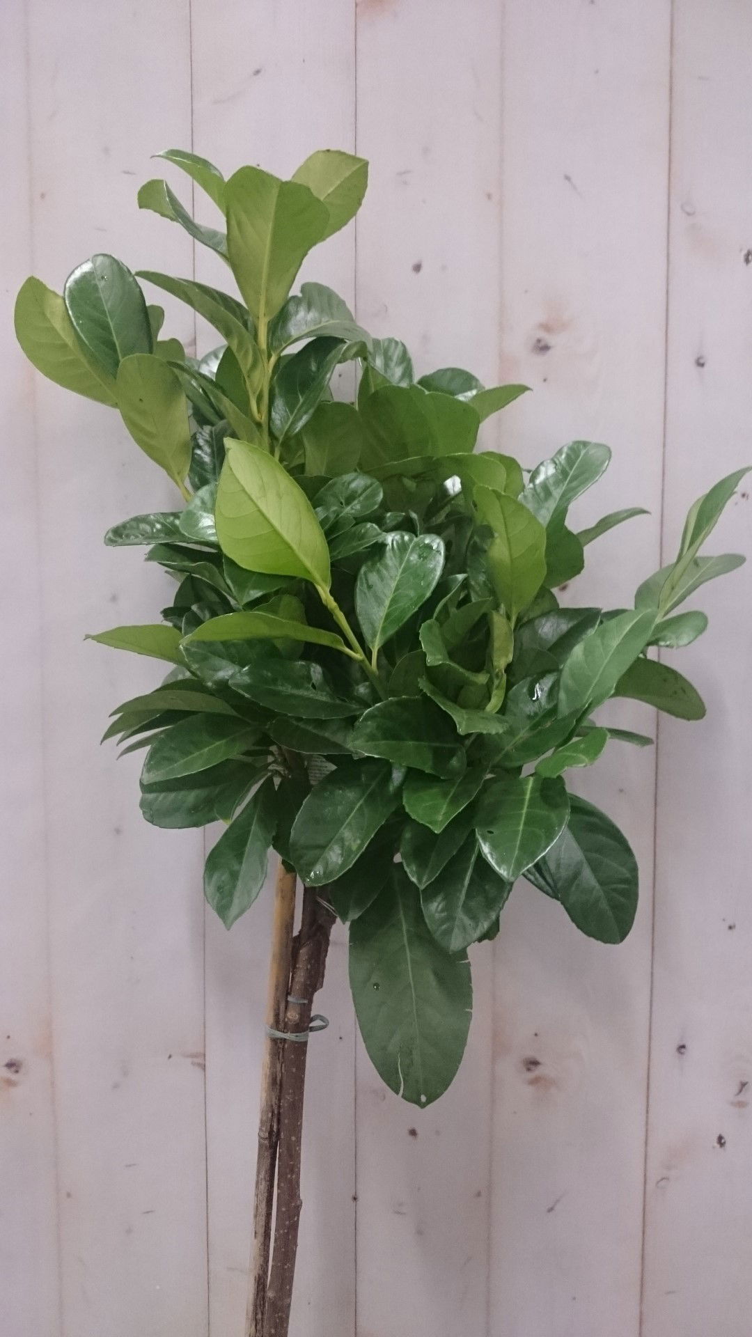 https://cdn.warentuin.nl/media/catalog/product/1/7/1728149900040623_2_warentuin_vaste_plant_prunus_rotundifolia_op_70_cm_stam_1_c6f0.jpg