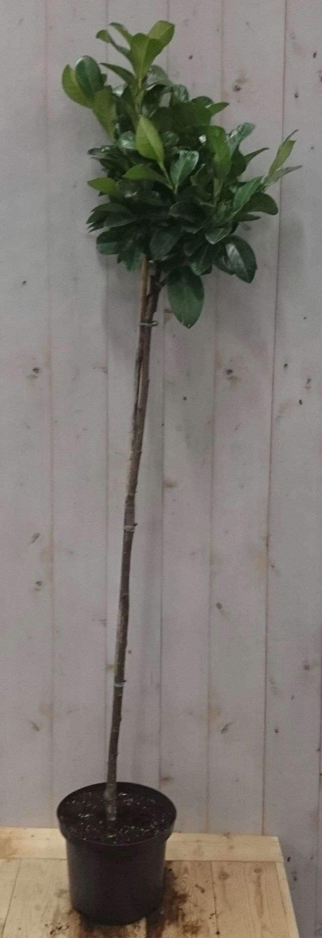 https://cdn.warentuin.nl/media/catalog/product/1/7/1728149900040623_warentuin_vaste_plant_prunus_rotundifolia_op_70_cm_stam_1_6c6e.jpg