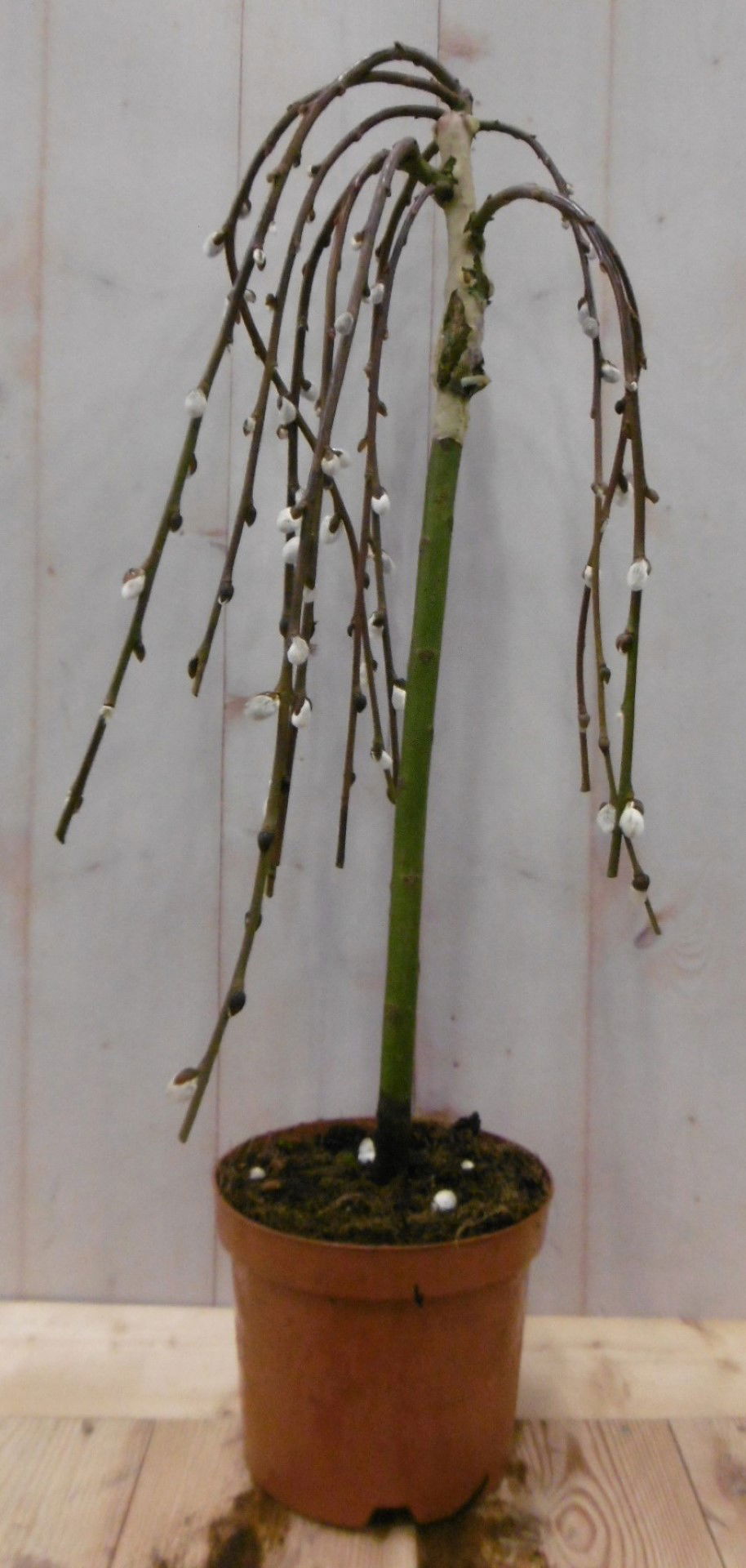 Warentuin natuurlijk Salix Katjesboom 40 cm - 