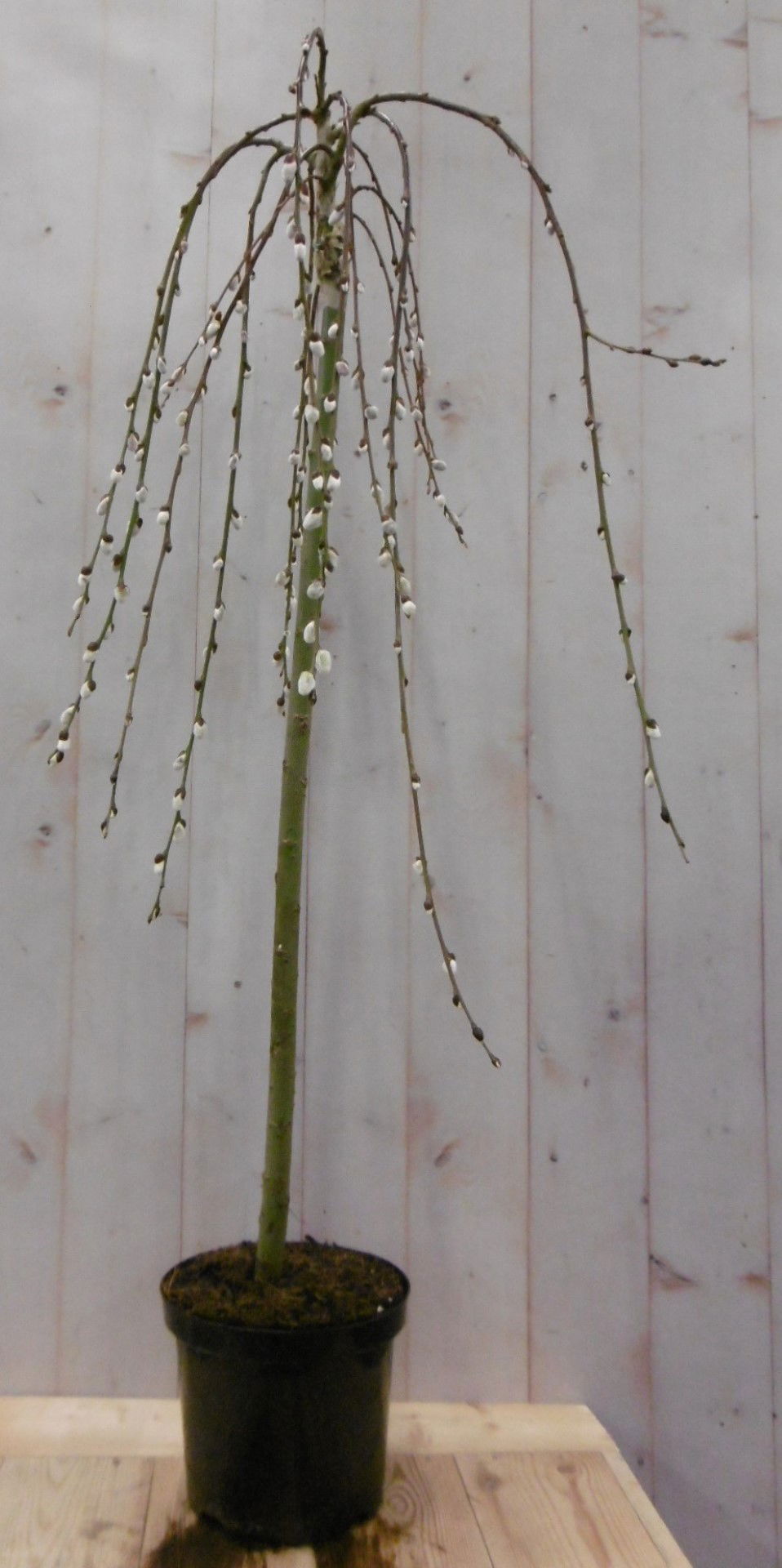Warentuin natuurlijk Salix Katjesboom 100 cm - 
