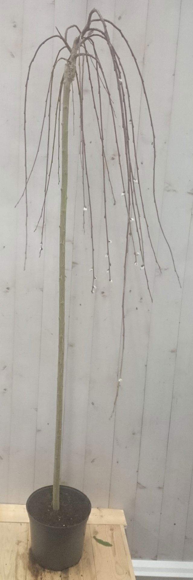 Warentuin natuurlijk Salix Katjesboom 150 cm - 