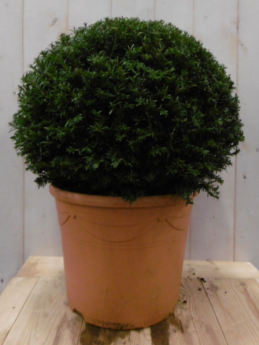 Taxus 30 cm Warentuin Natuurlijk