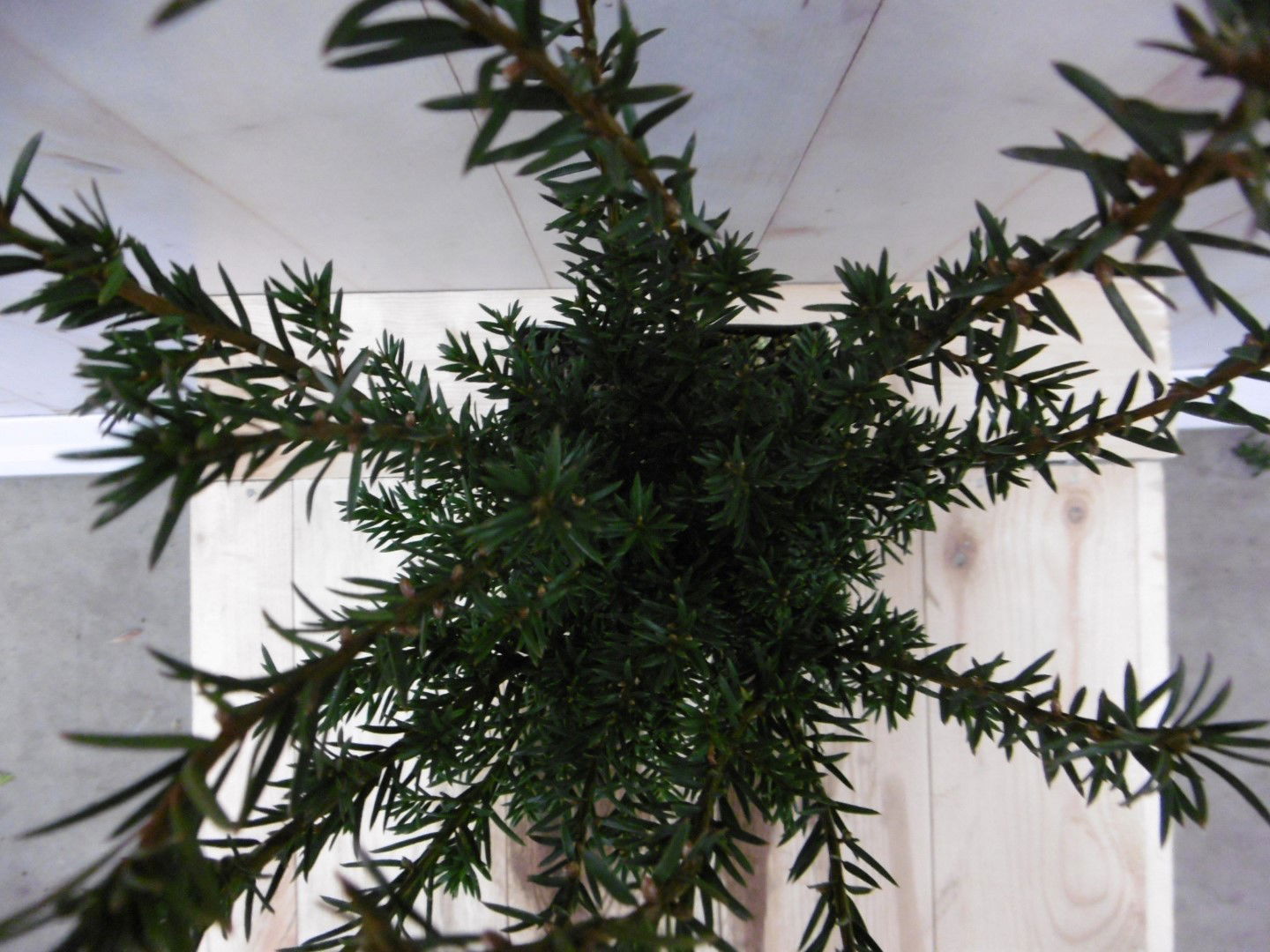 https://cdn.warentuin.nl/media/catalog/product/1/7/1728149900040628_2_warentuin_vaste_plant_taxus_40_cm_1_271e.jpg