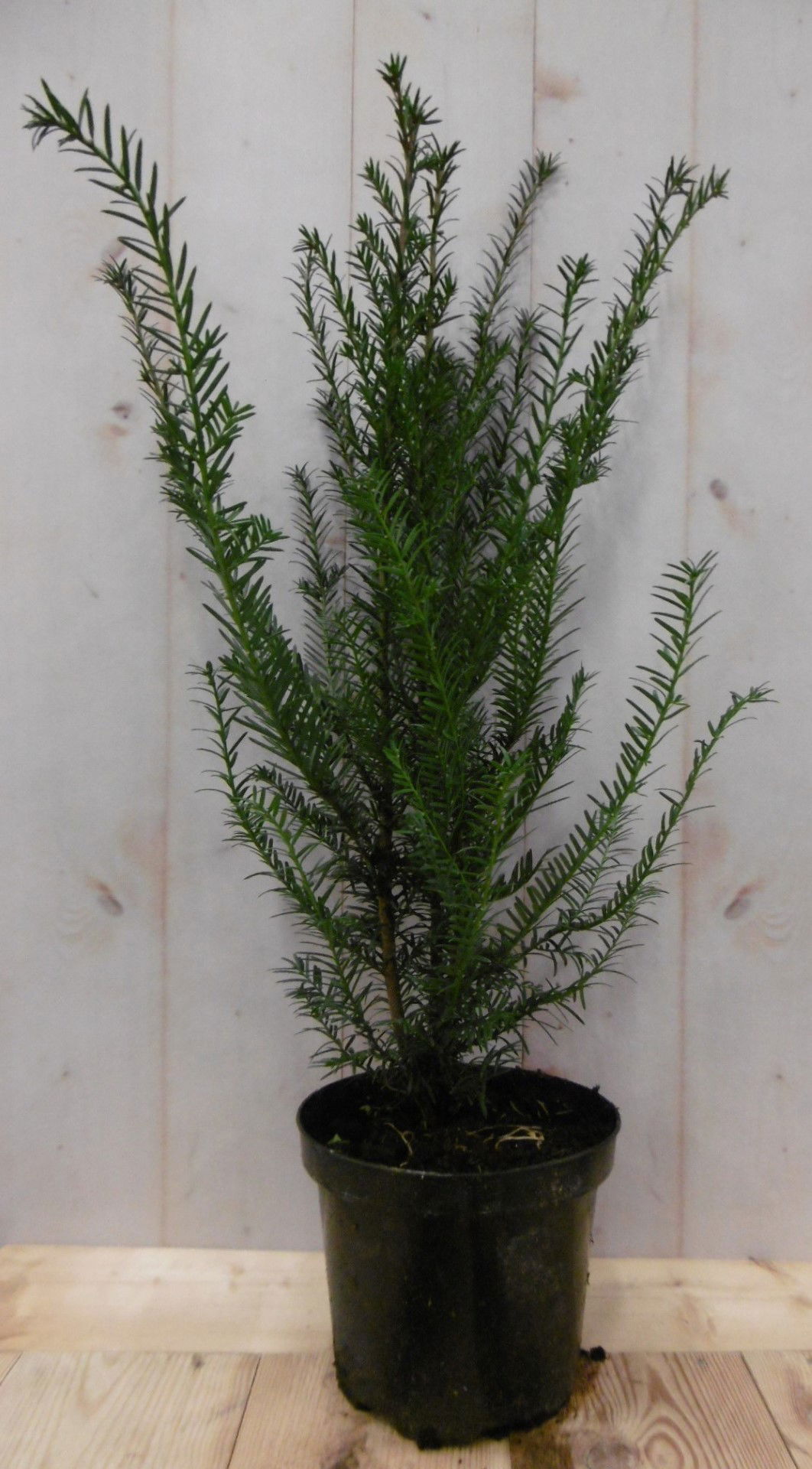 Taxus 70 cm Warentuin Natuurlijk