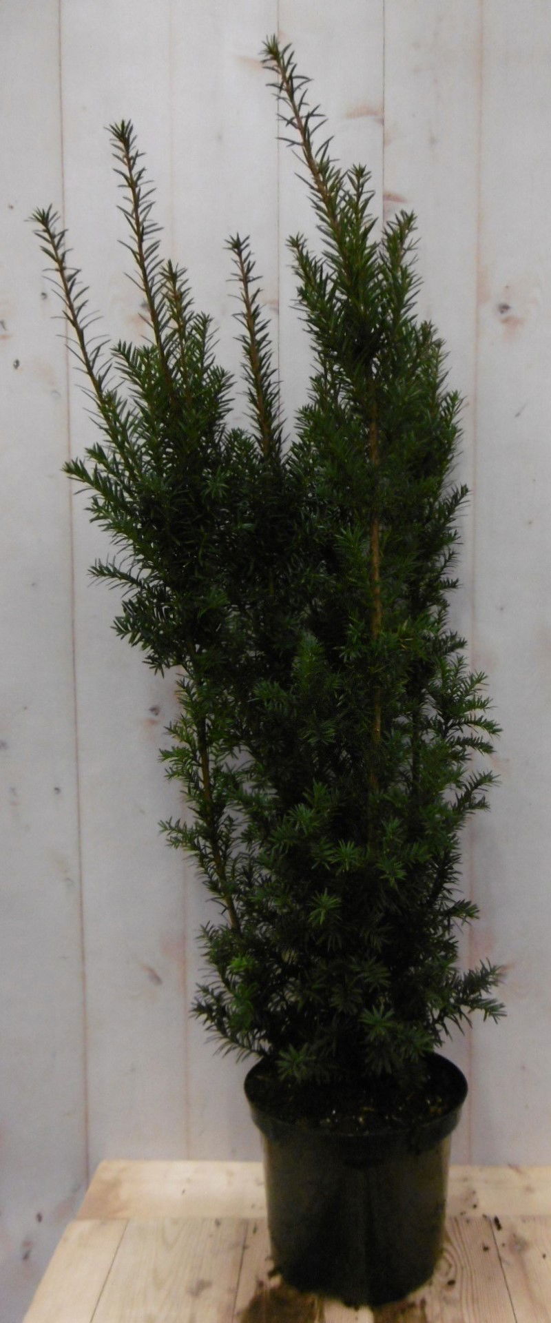 Taxus 100 cm Warentuin Natuurlijk