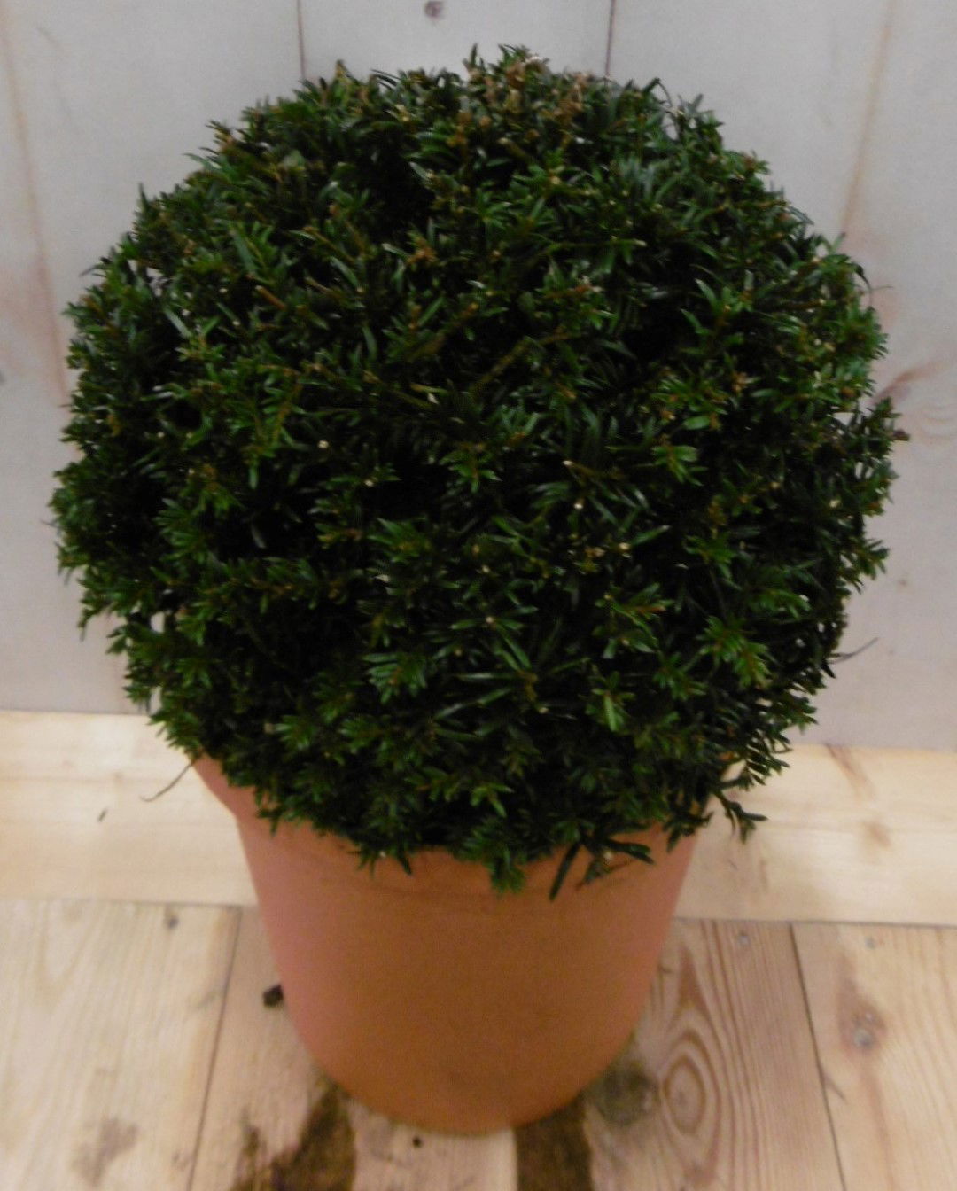 https://cdn.warentuin.nl/media/catalog/product/1/7/1728149900040633_2_warentuin_vaste_plant_taxus_diameter_15_cm_1_dc18.jpg