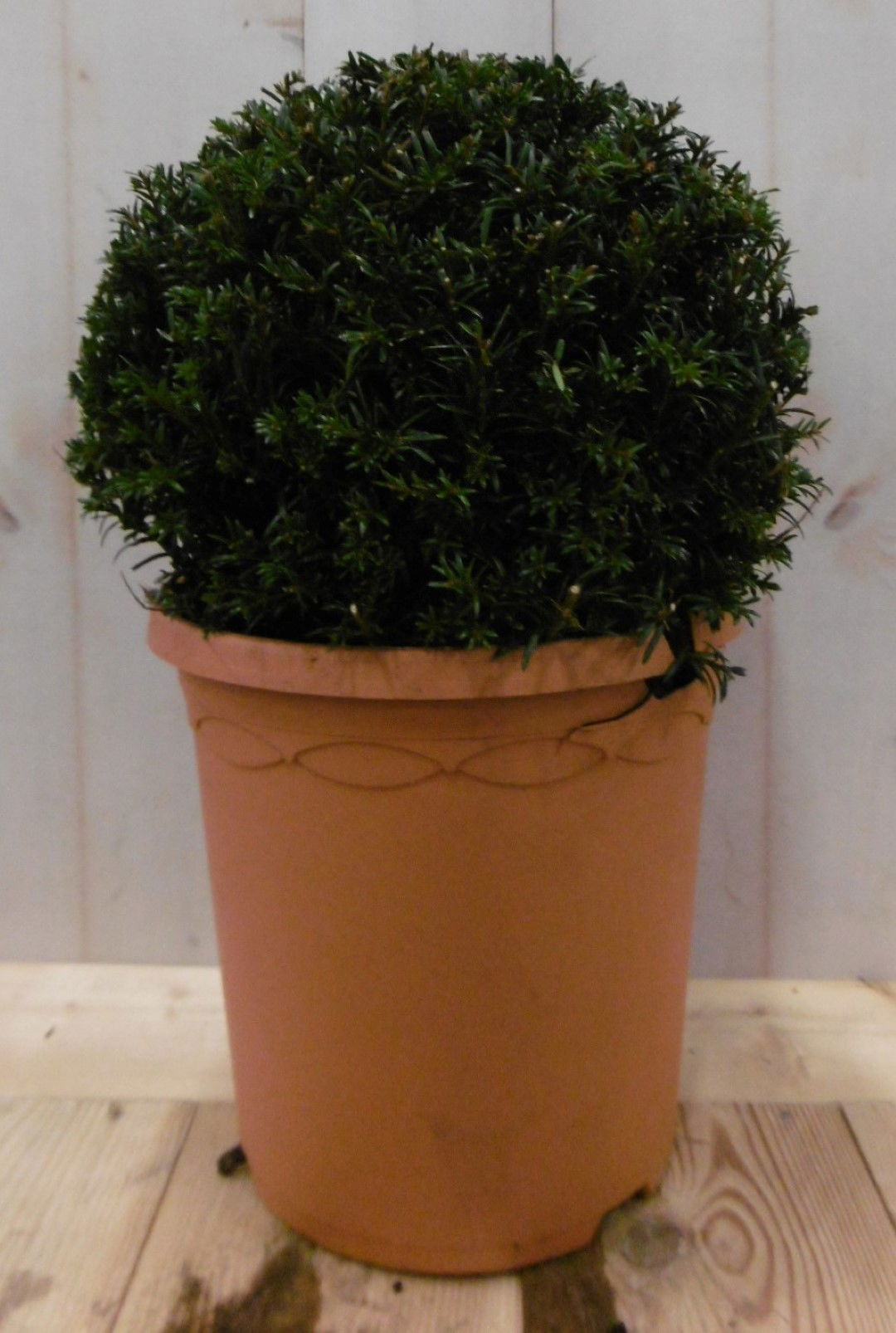 https://cdn.warentuin.nl/media/catalog/product/1/7/1728149900040633_warentuin_vaste_plant_taxus_diameter_15_cm_1_56fd.jpg