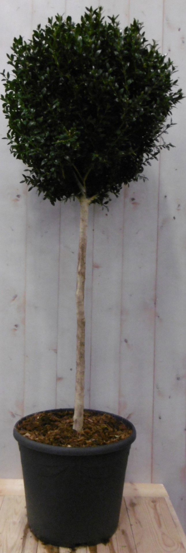 Buxus bol diameter 50 cm 150 cm - Warentuin Natuurlijk
