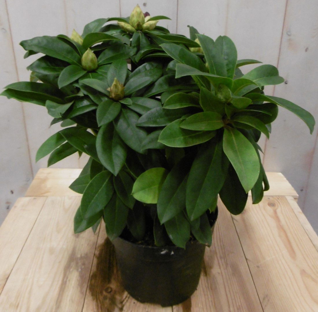 https://cdn.warentuin.nl/media/catalog/product/1/7/1728149900040662_warentuin_vaste_plant_rhododendron_40_cm_rood_1_f599.jpg