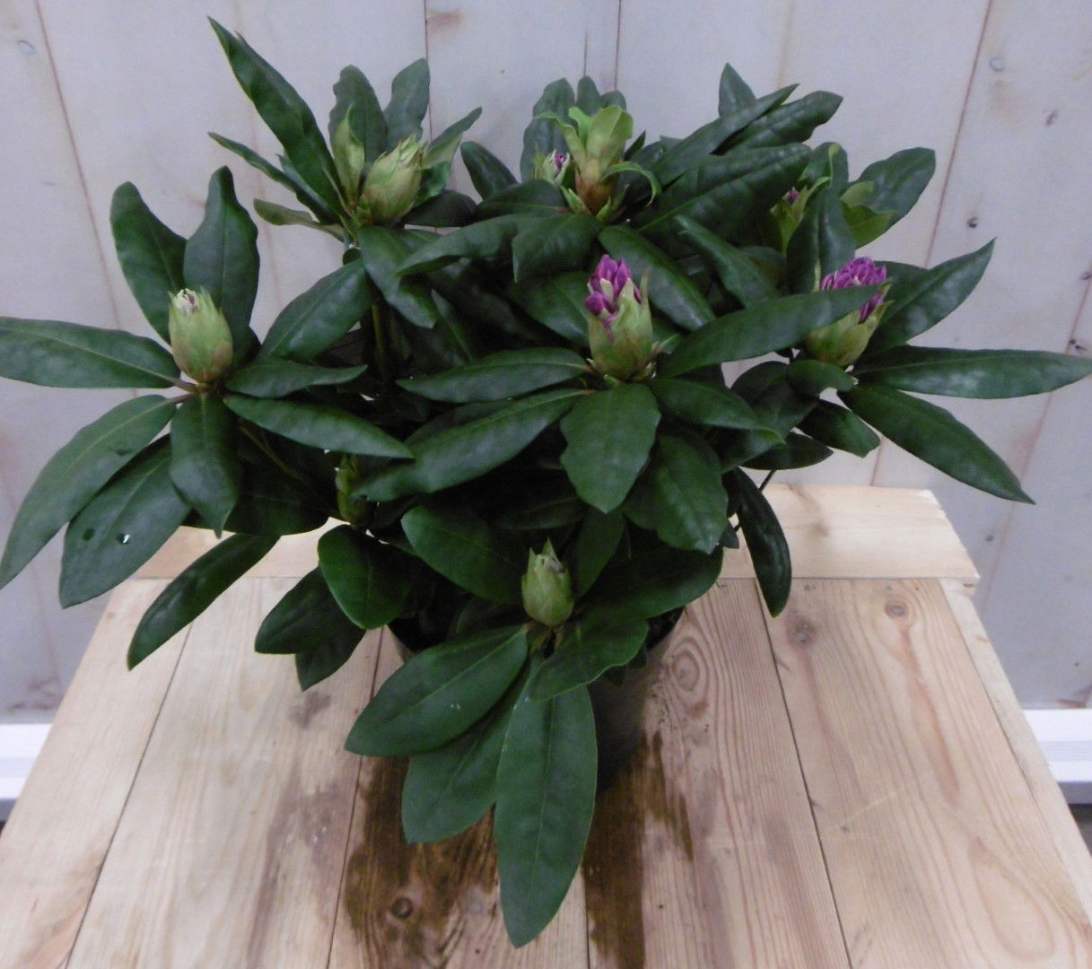 https://cdn.warentuin.nl/media/catalog/product/1/7/1728149900040663_warentuin_vaste_plant_rhododendron_40_cm_roze_paars_1_1_ce58.jpg