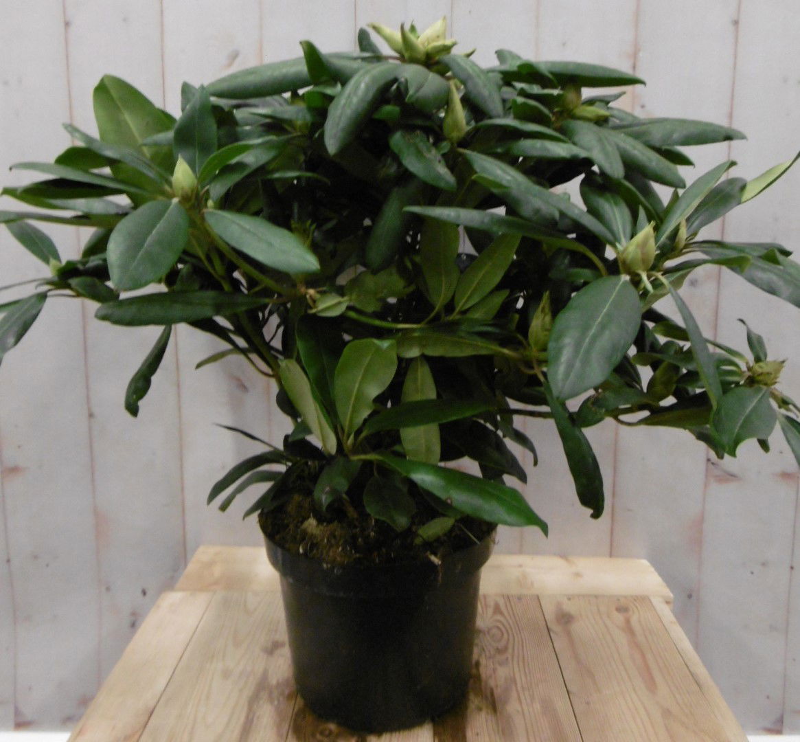 https://cdn.warentuin.nl/media/catalog/product/1/7/1728149900040664_warentuin_vaste_plant_rhododendron_60_cm_roze_paars_1_fcbe.jpg