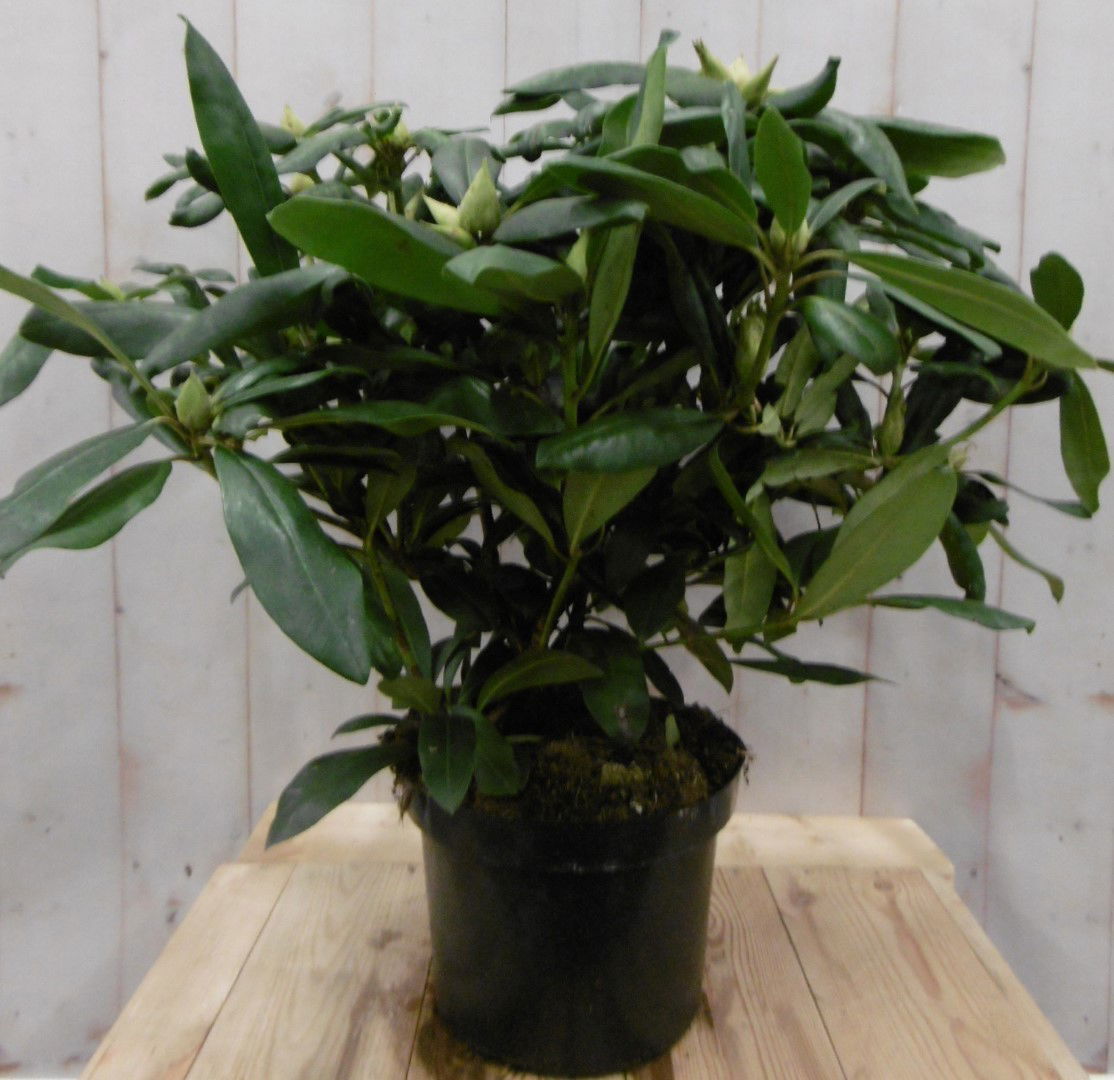 https://cdn.warentuin.nl/media/catalog/product/1/7/1728149900040665_warentuin_vaste_plant_rhododendron_60_cm_wit_4158.jpg