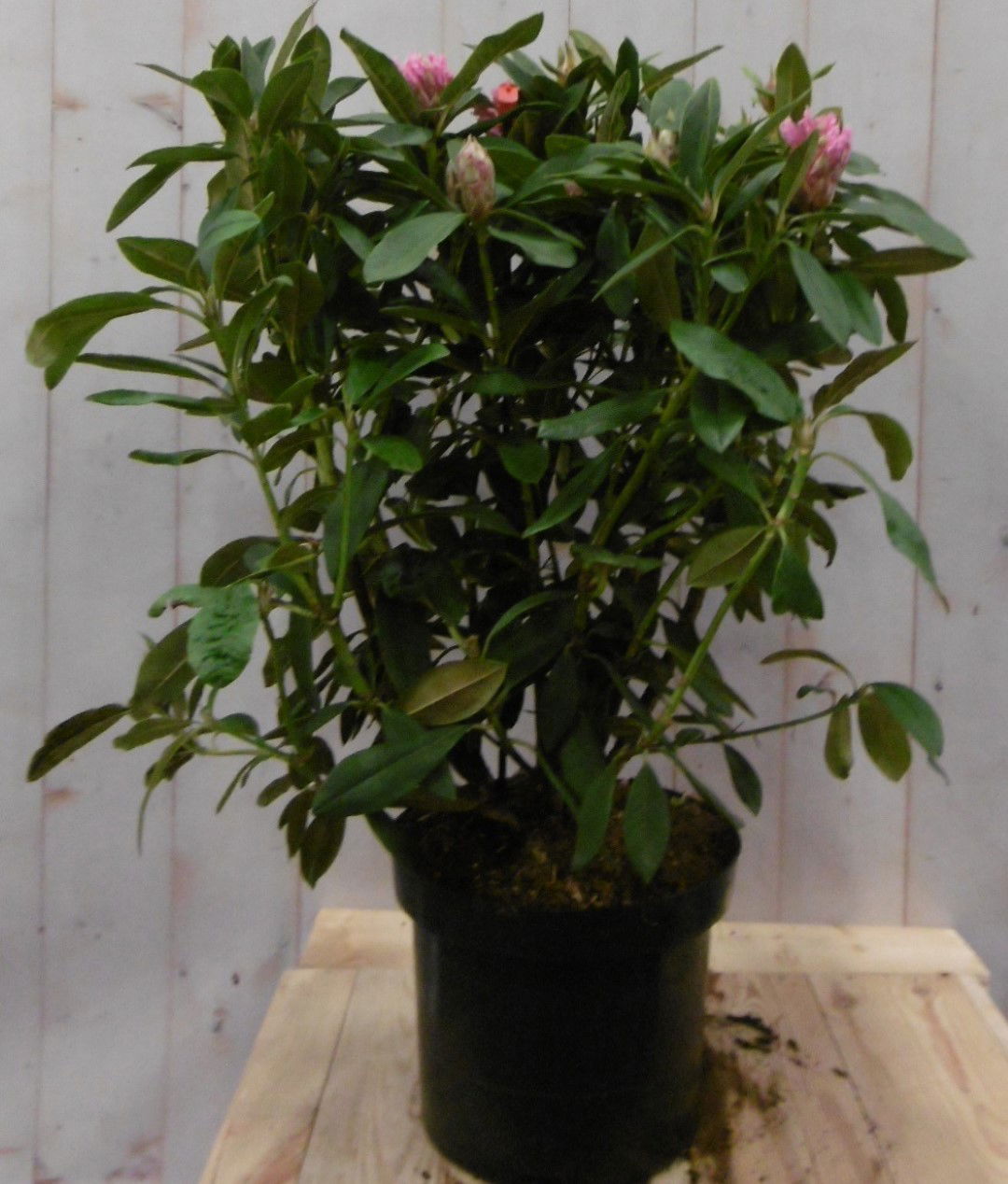 https://cdn.warentuin.nl/media/catalog/product/1/7/1728149900040666_warentuin_vaste_plant_rhododendron_80_cm_rood_1_cb84.jpg