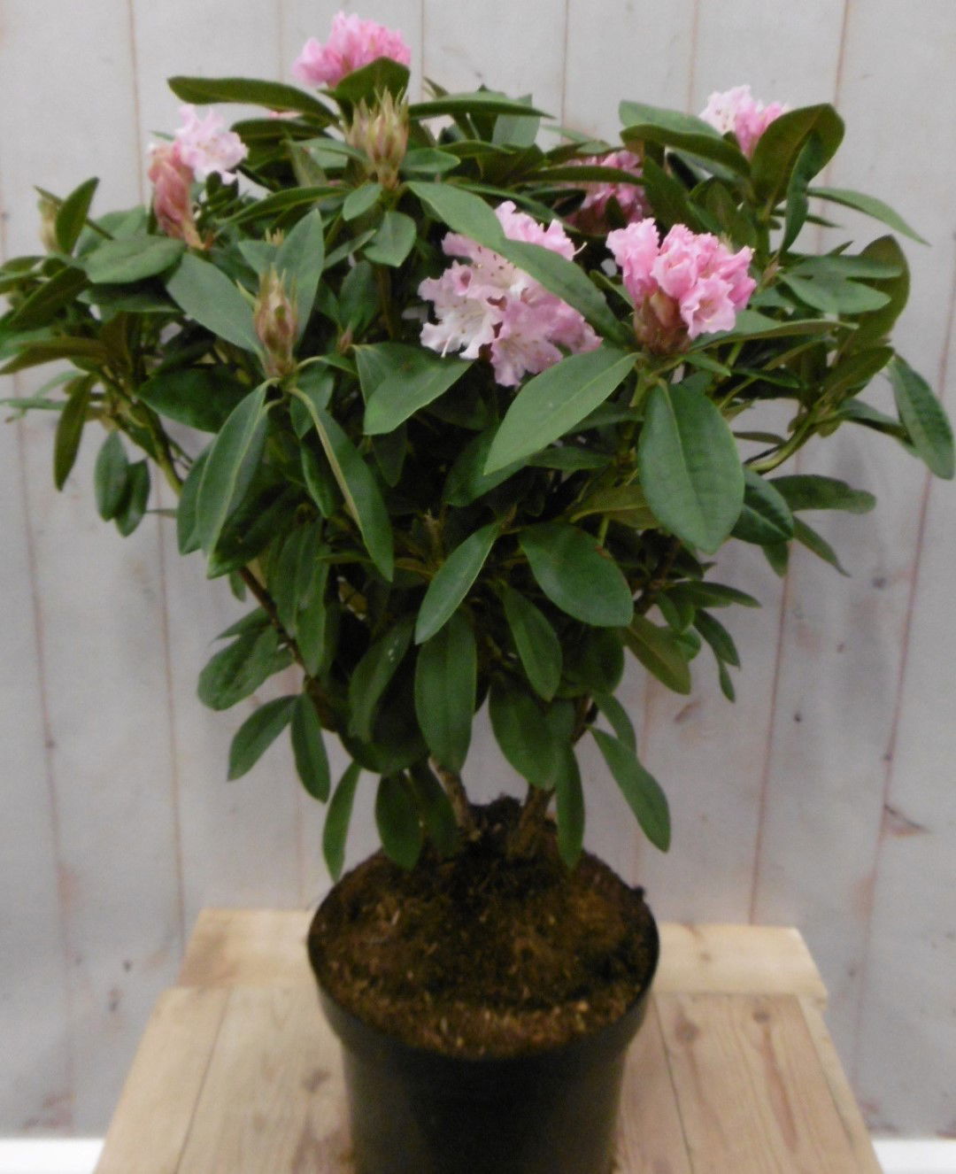 https://cdn.warentuin.nl/media/catalog/product/1/7/1728149900040667_2_warentuin_vaste_plant_rhododendron_80_cm_roze_1_1_4824.jpg