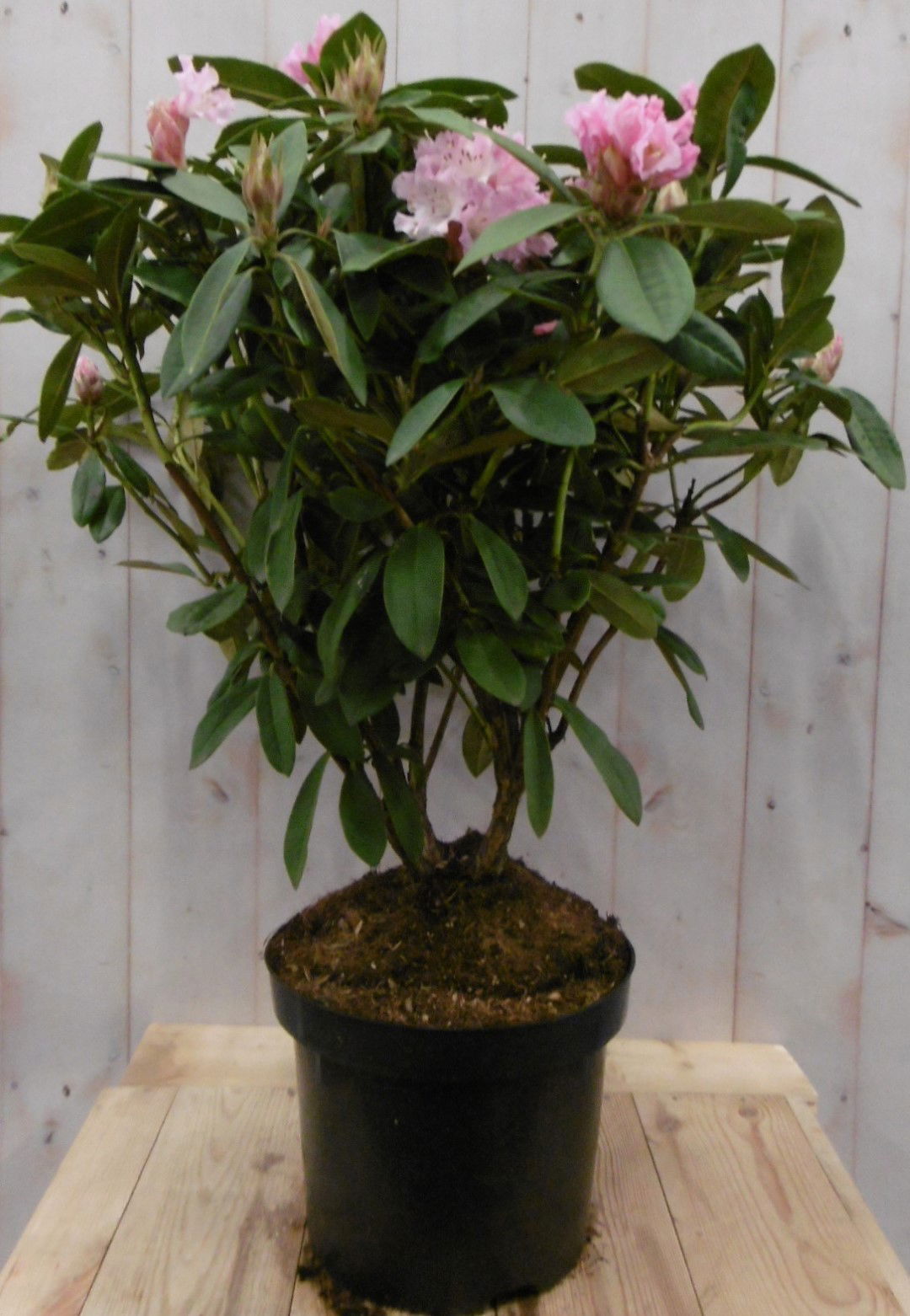 https://cdn.warentuin.nl/media/catalog/product/1/7/1728149900040667_warentuin_vaste_plant_rhododendron_80_cm_roze_1_b8c4.jpg