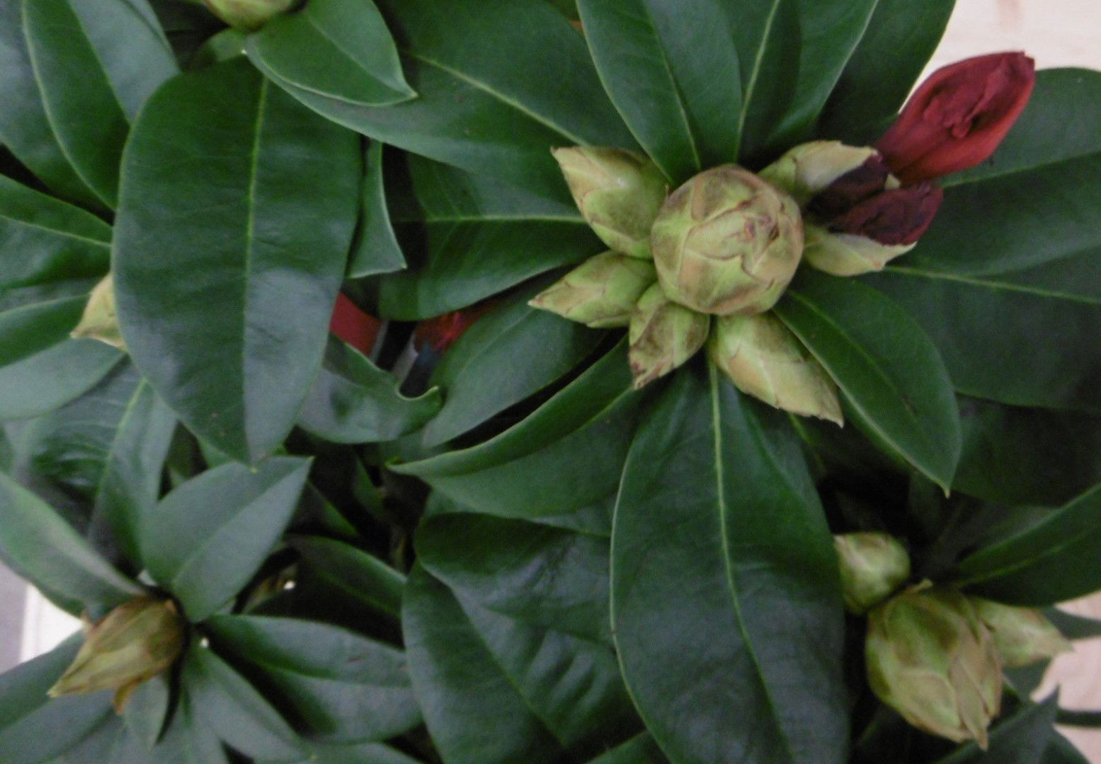 https://cdn.warentuin.nl/media/catalog/product/1/7/1728149900040669_2_warentuin_vaste_plant_rhododendron_120_cm_rood_1_86e7.jpg