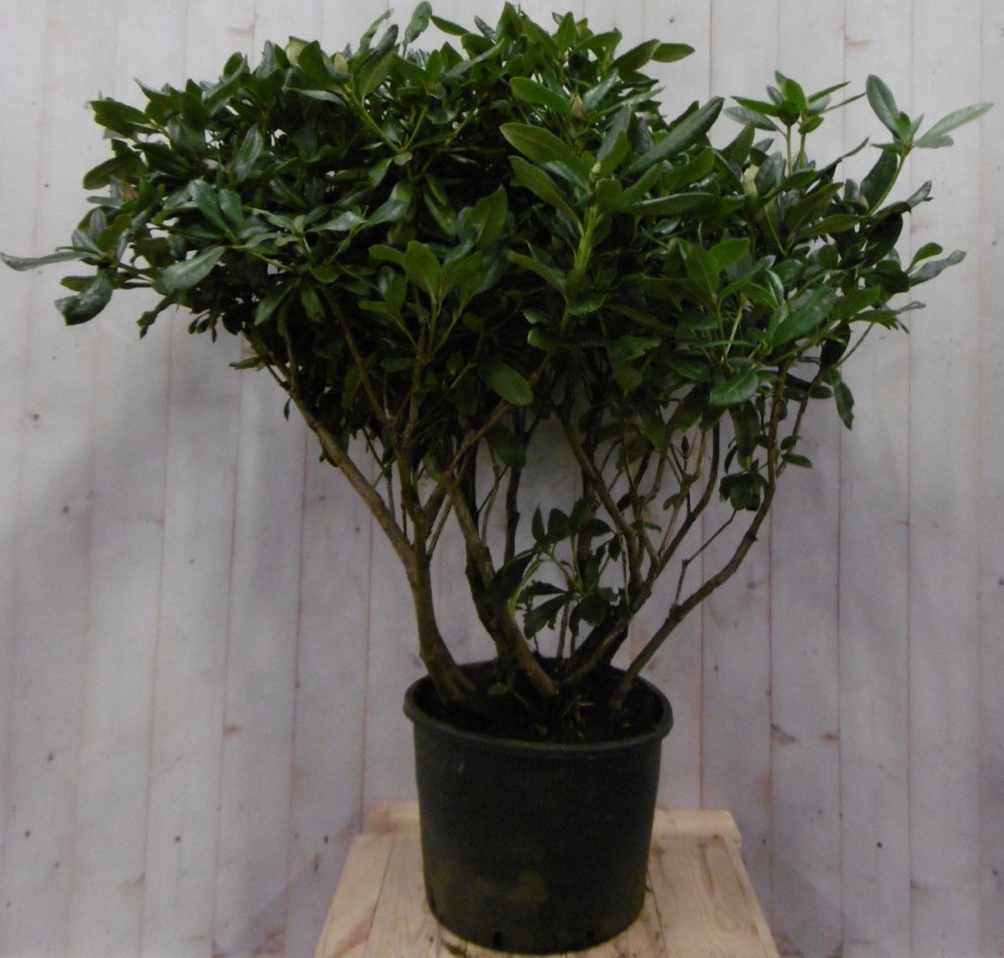 https://cdn.warentuin.nl/media/catalog/product/1/7/1728149900040669_warentuin_vaste_plant_rhododendron_120_cm_rood_1_aa20.jpg