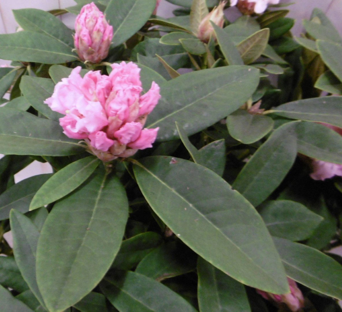 https://cdn.warentuin.nl/media/catalog/product/1/7/1728149900040670_2_warentuin_vaste_plant_rhododendron_120_cm_roze_paars_1_9ac1.jpg