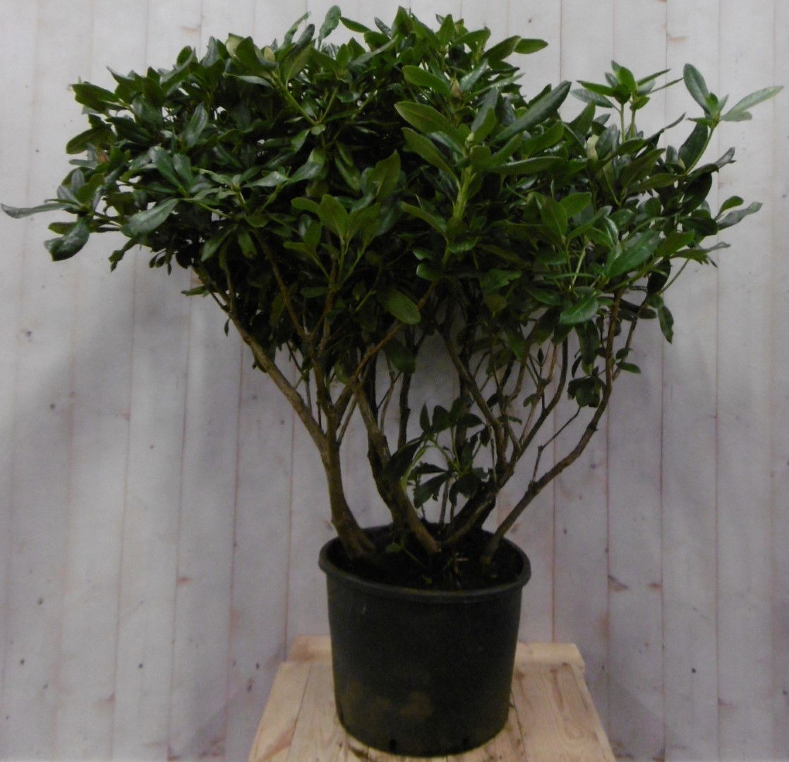 https://cdn.warentuin.nl/media/catalog/product/1/7/1728149900040670_warentuin_vaste_plant_rhododendron_120_cm_roze_paars_1_6e22.jpg
