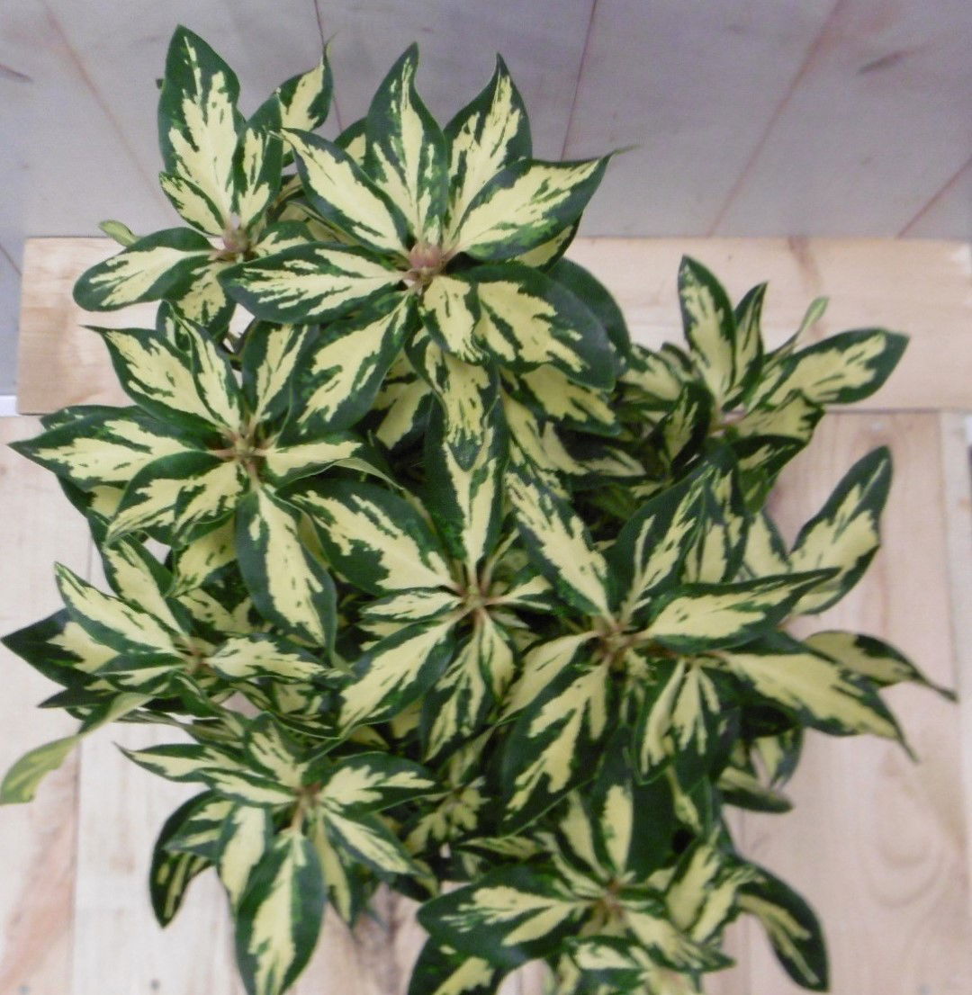 https://cdn.warentuin.nl/media/catalog/product/1/7/1728149900040671_2_warentuin_vaste_plant_rhododendron_40_cm_roze_paars_bontblad_6ceb.jpg