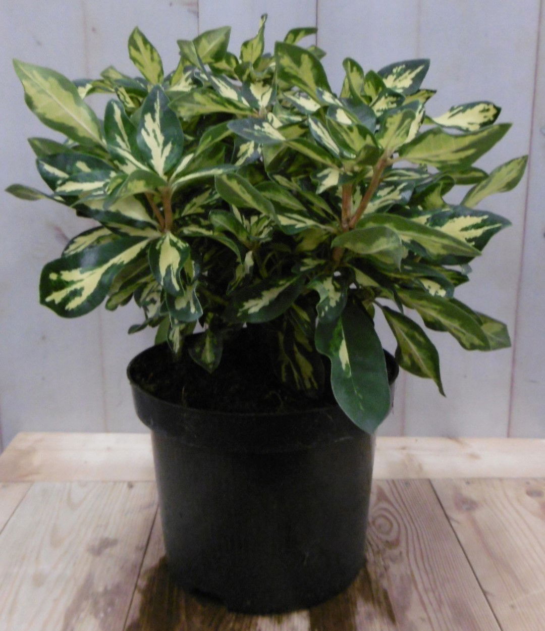https://cdn.warentuin.nl/media/catalog/product/1/7/1728149900040671_warentuin_vaste_plant_rhododendron_40_cm_roze_paars_bontblad_1_3488.jpg
