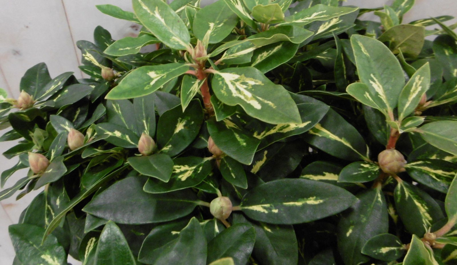 https://cdn.warentuin.nl/media/catalog/product/1/7/1728149900040672_2_warentuin_vaste_plant_rhododendron_80_cm_roze_paars_bontblad_abab.jpg