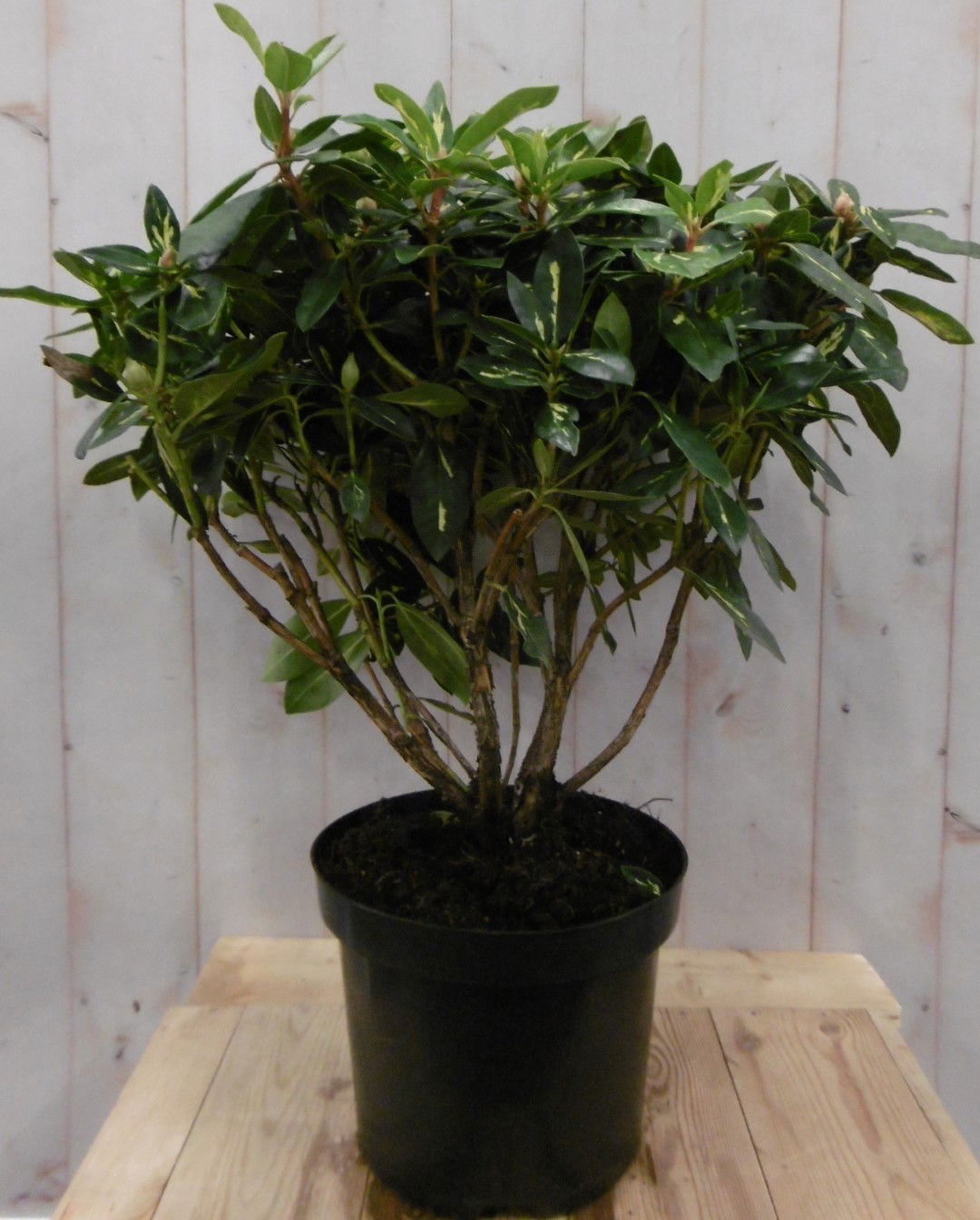 https://cdn.warentuin.nl/media/catalog/product/1/7/1728149900040672_warentuin_vaste_plant_rhododendron_80_cm_roze_paars_bontblad_1_998b.jpg