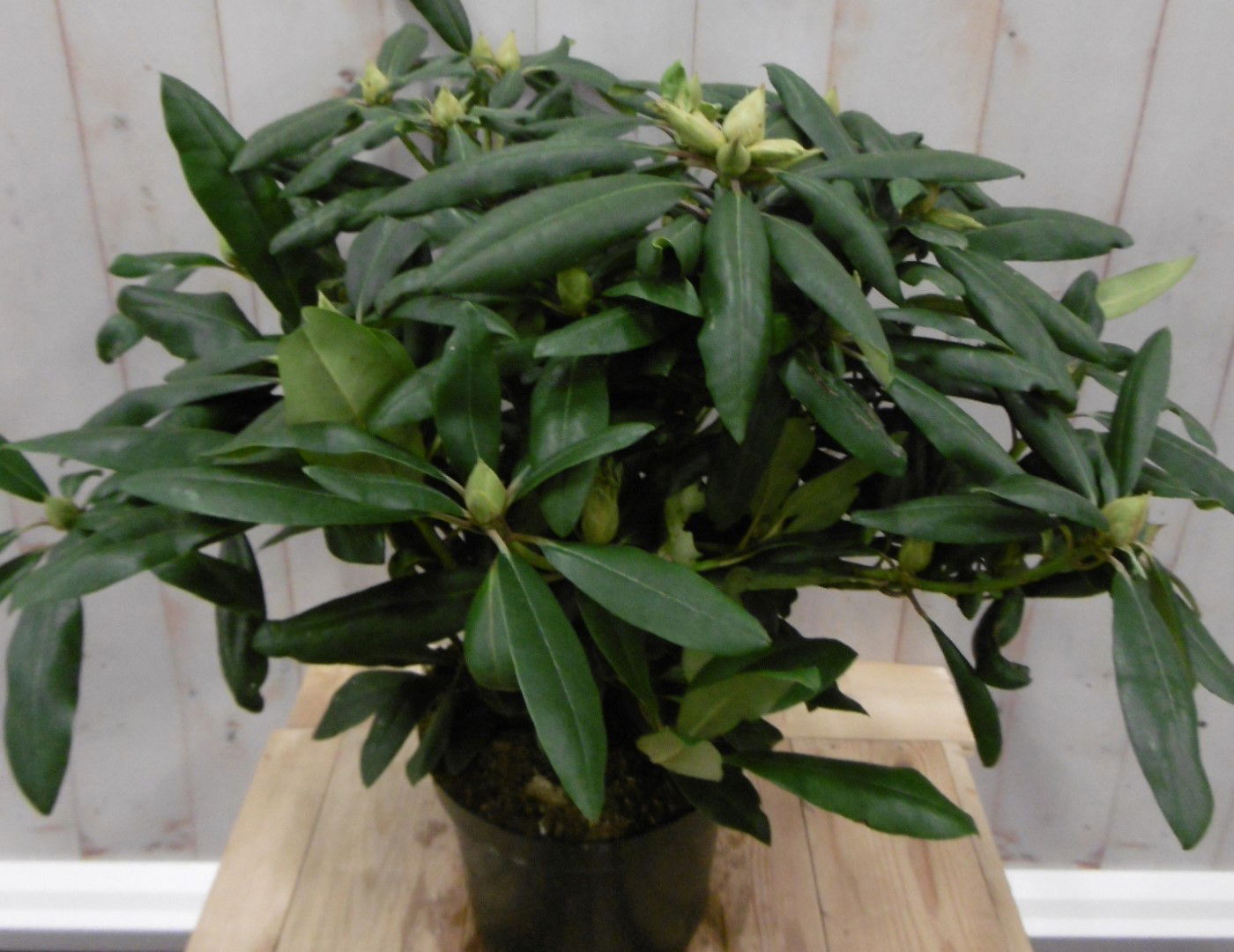 https://cdn.warentuin.nl/media/catalog/product/1/7/1728149900040673_warentuin_vaste_plant_rhododendron_60_cm_rood_1_6a96.jpg