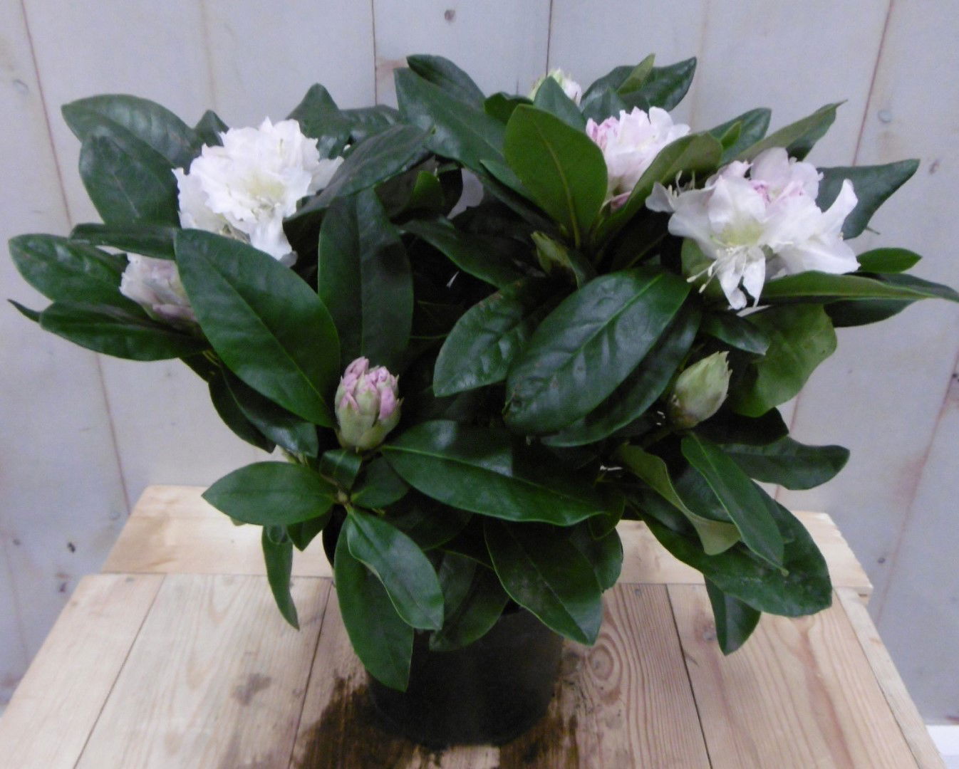 https://cdn.warentuin.nl/media/catalog/product/1/7/1728149900040674_warentuin_vaste_plant_rhododendron_40_cm_wit_1_9f22.jpg