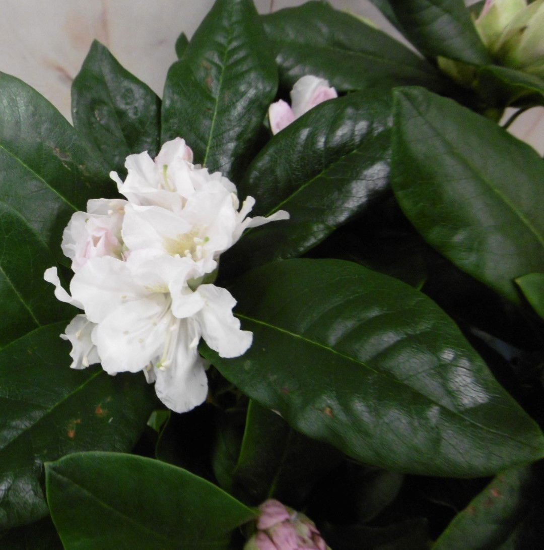 https://cdn.warentuin.nl/media/catalog/product/1/7/1728149900040675_2_warentuin_vaste_plant_rhododendron_120_cm_wit_96be.jpg