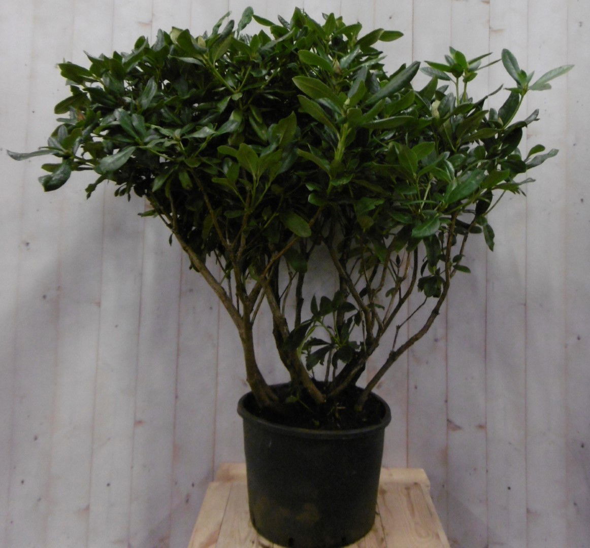 https://cdn.warentuin.nl/media/catalog/product/1/7/1728149900040675_warentuin_vaste_plant_rhododendron_120_cm_wit_f228.jpg
