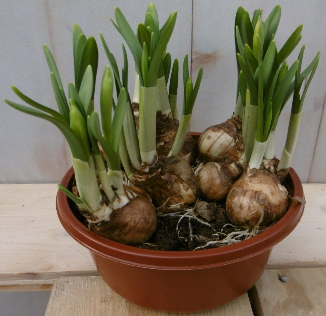 Warentuin natuurlijk 3 stuks! Bolletjes Narcis Tete a Teta in schaaltje Voorjaarsbollen  - 