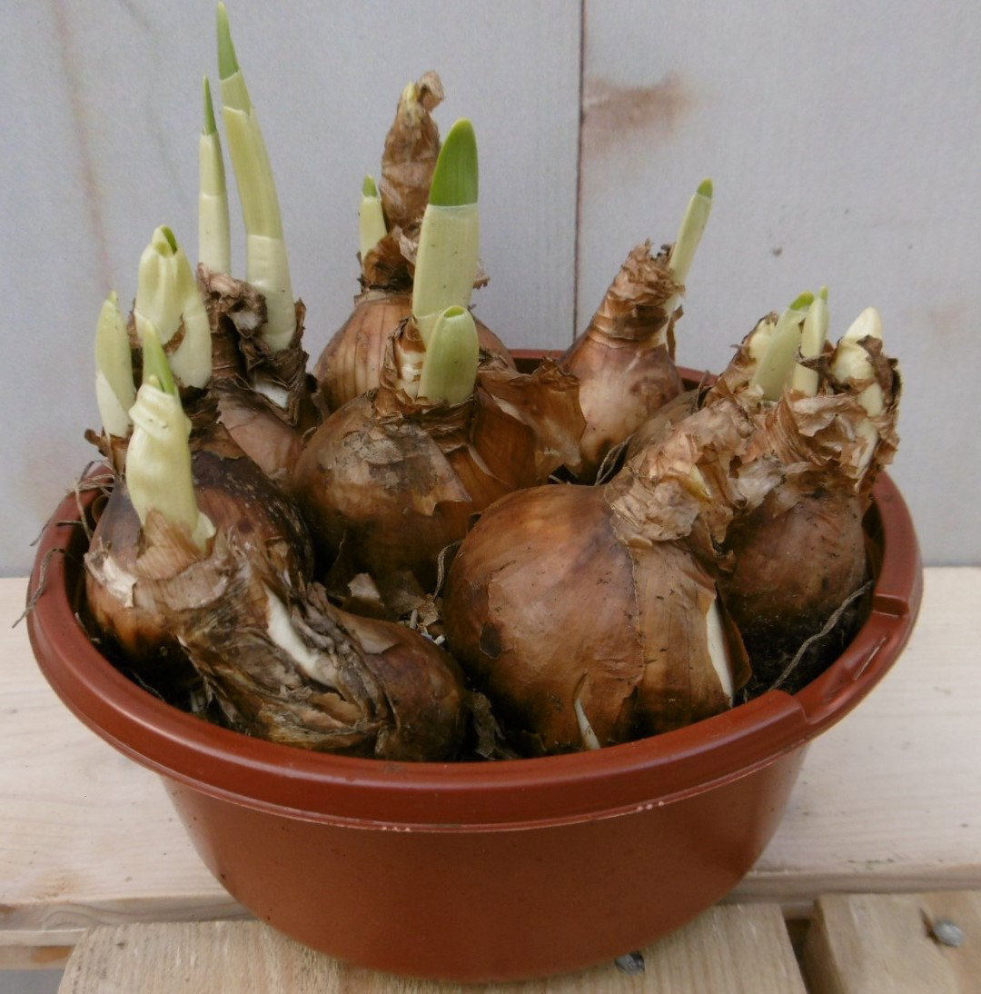 Warentuin natuurlijk 3 stuks! Bolletjes Narcis schaaltje Voorjaarsbollen  - 