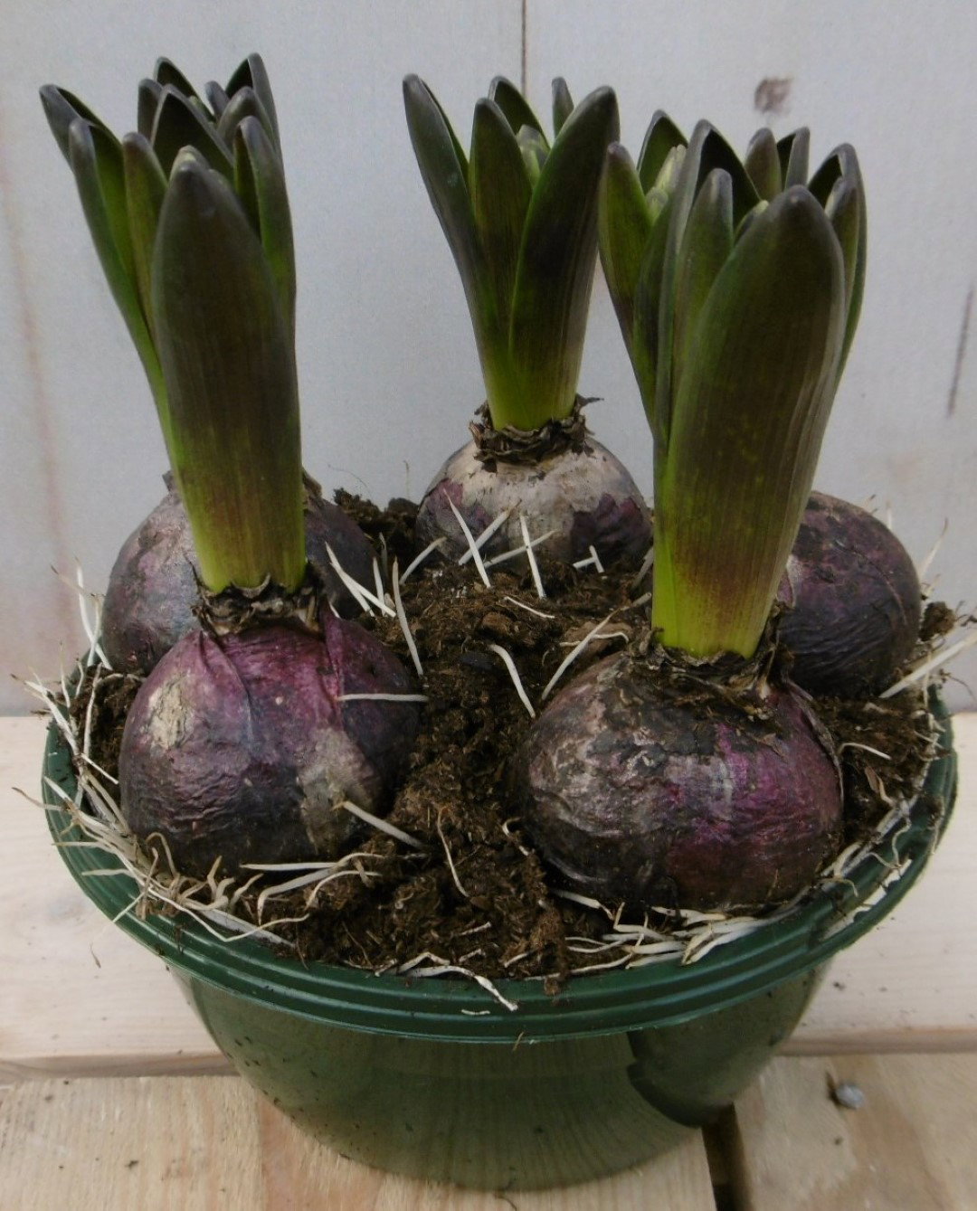 Warentuin natuurlijk 3 stuks! Bolletjes Hyacint blauw in schaaltje Voorjaarsbollen  - 