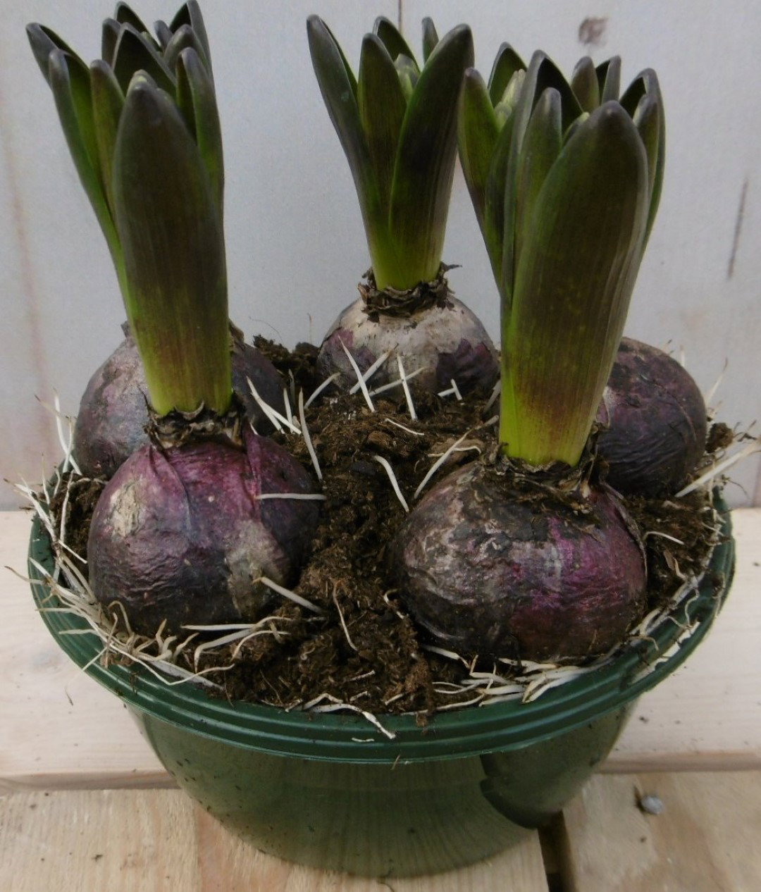 Warentuin natuurlijk 3 stuks! Bolletjes Hyacint roze in schaaltje Voorjaarsbollen  - 